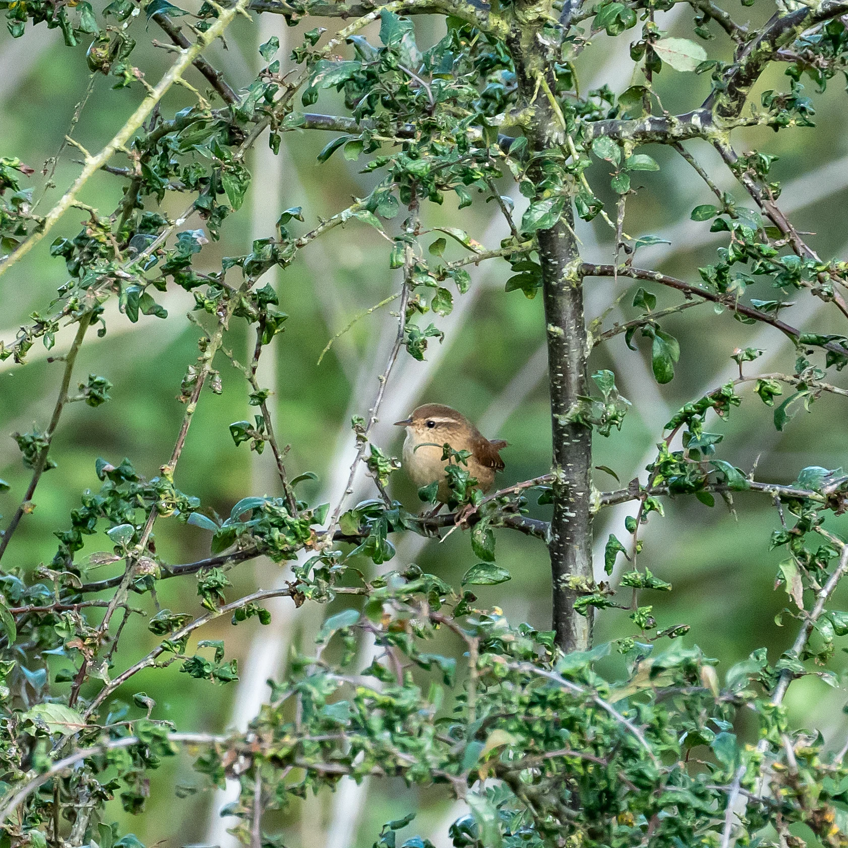Wren, RSPB Labrador Bay, Devon, UK — photo by Jim Bennett