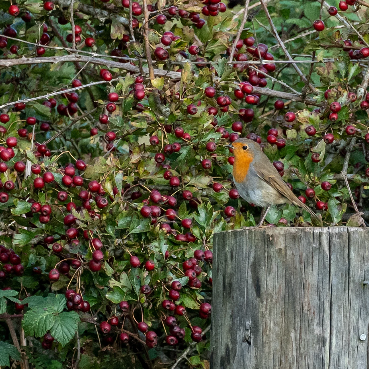Robin, RSPB Labrador Bay, Devon, UK — photo by Jim Bennett