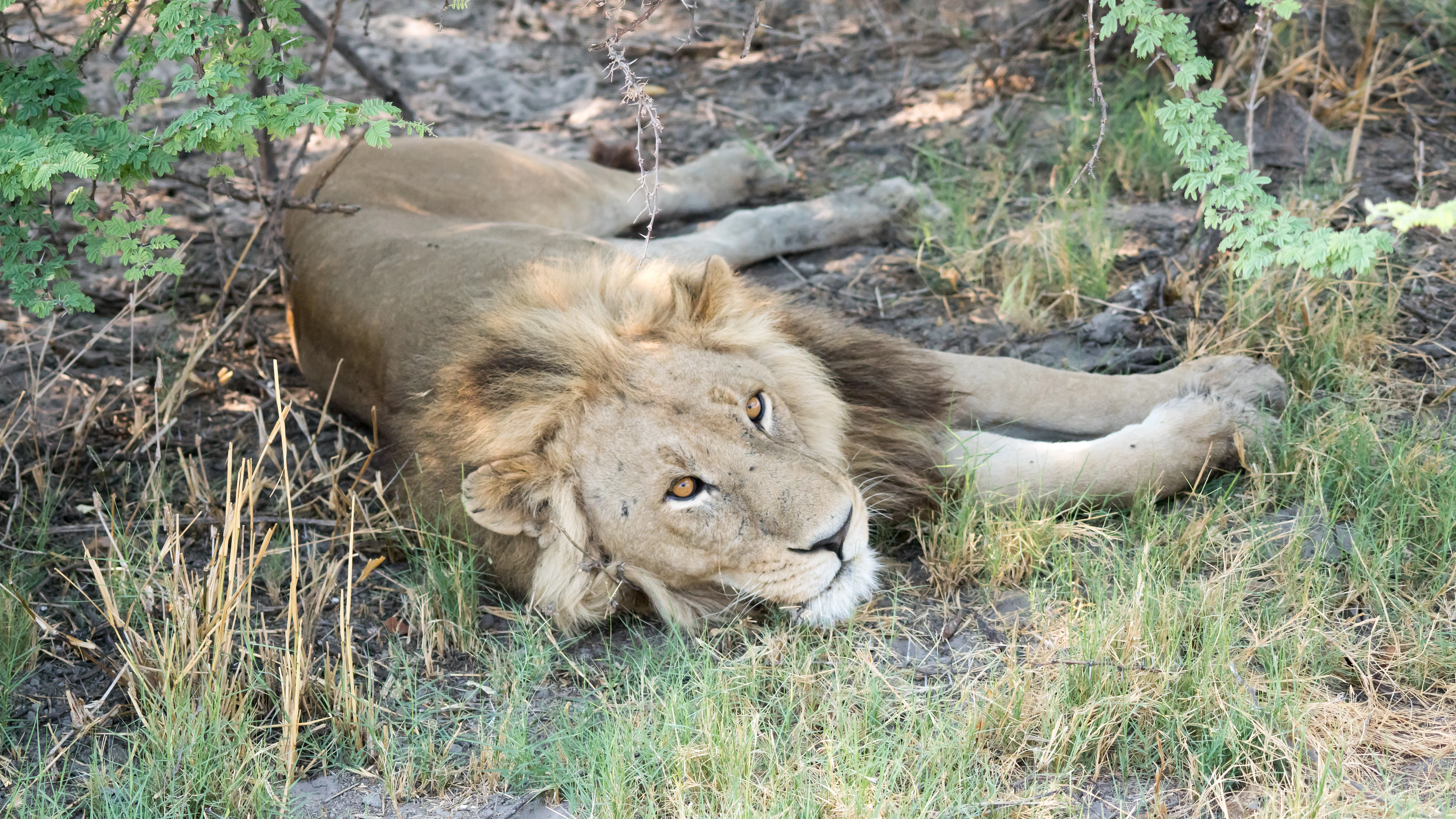 male Lion, Moremi Game Reserve, Botswana — photo by Jim Bennett