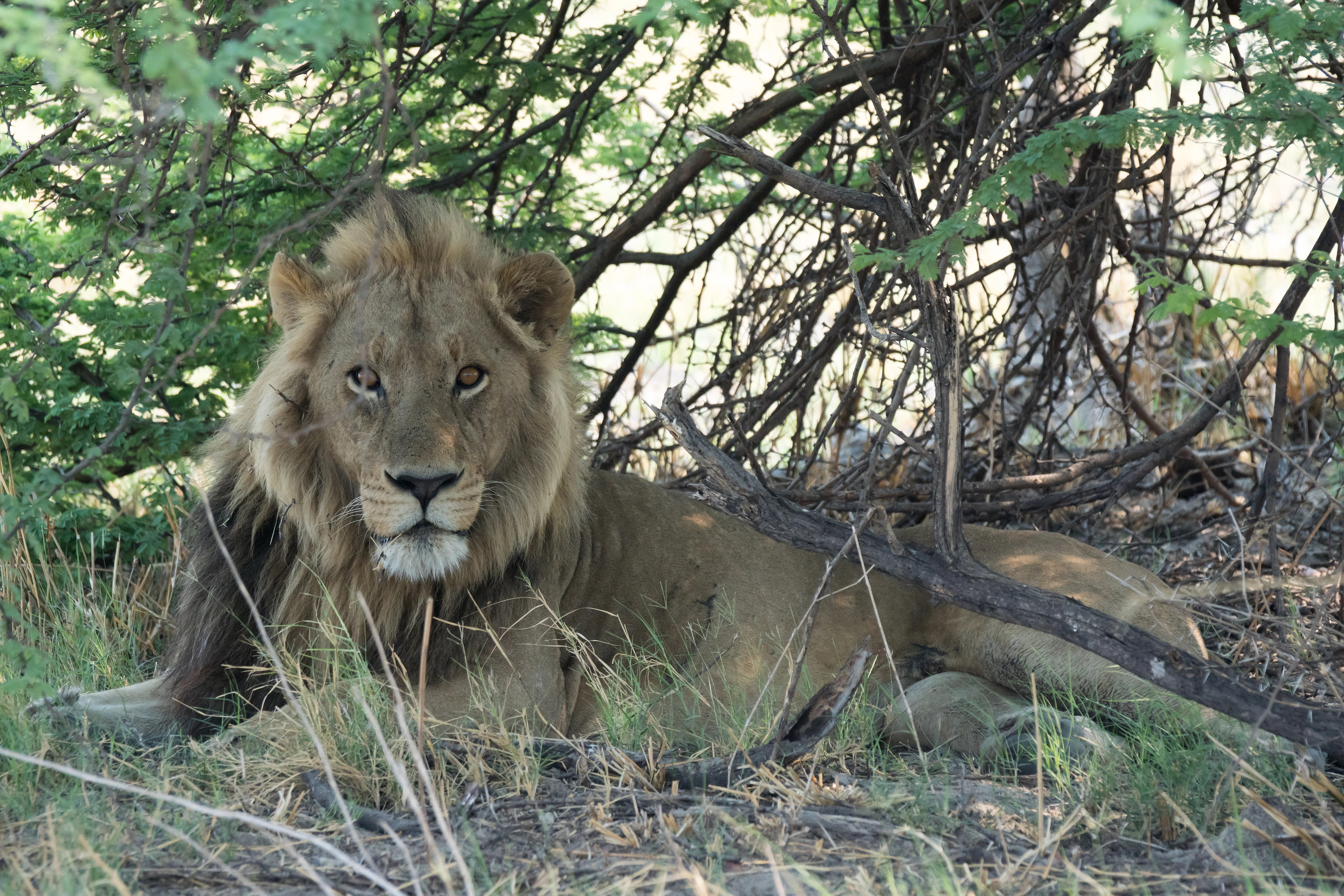 male Lion, Moremi Game Reserve, Botswana — photo by Jim Bennett