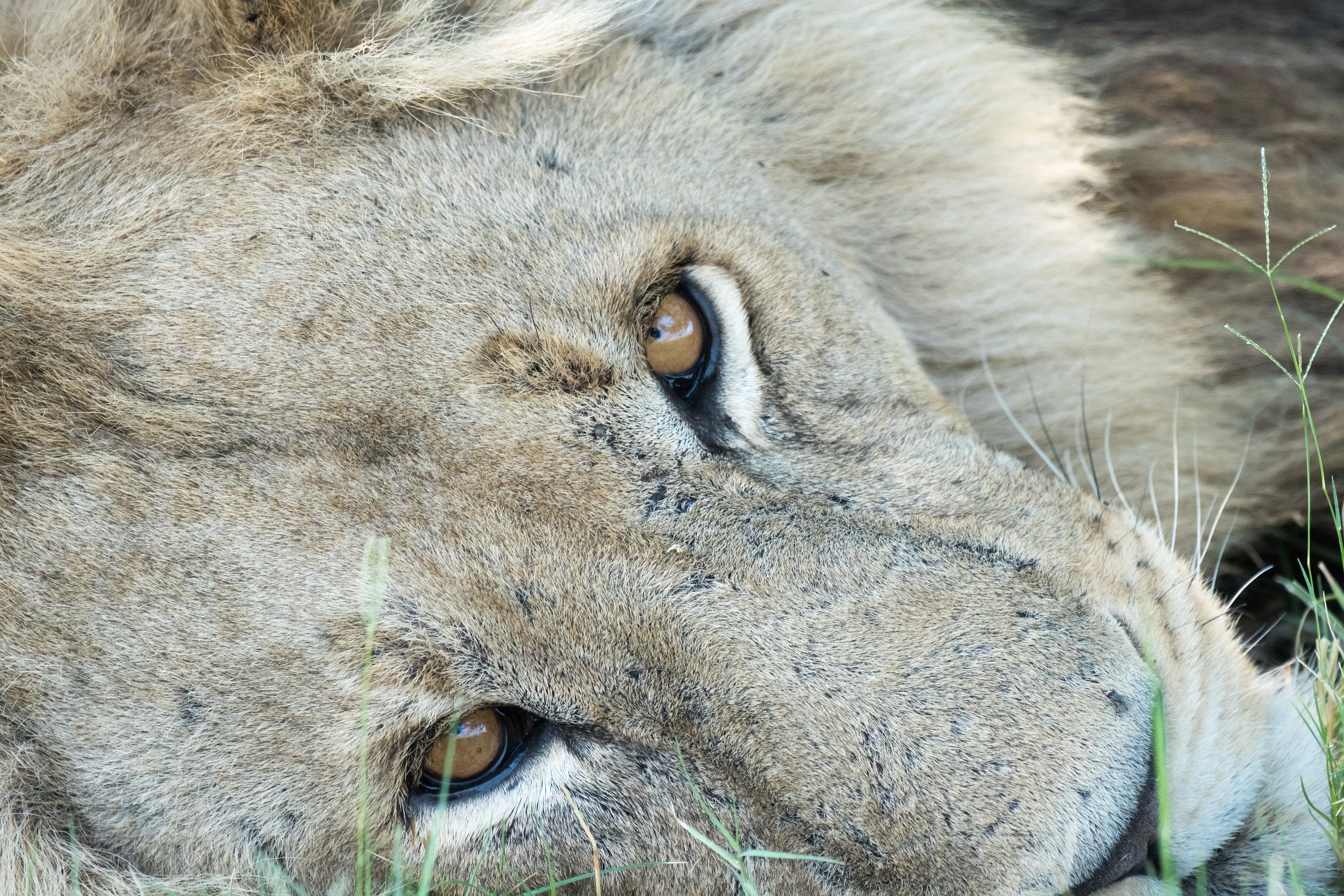male Lion, Moremi Game Reserve, Botswana — photo by Jim Bennett