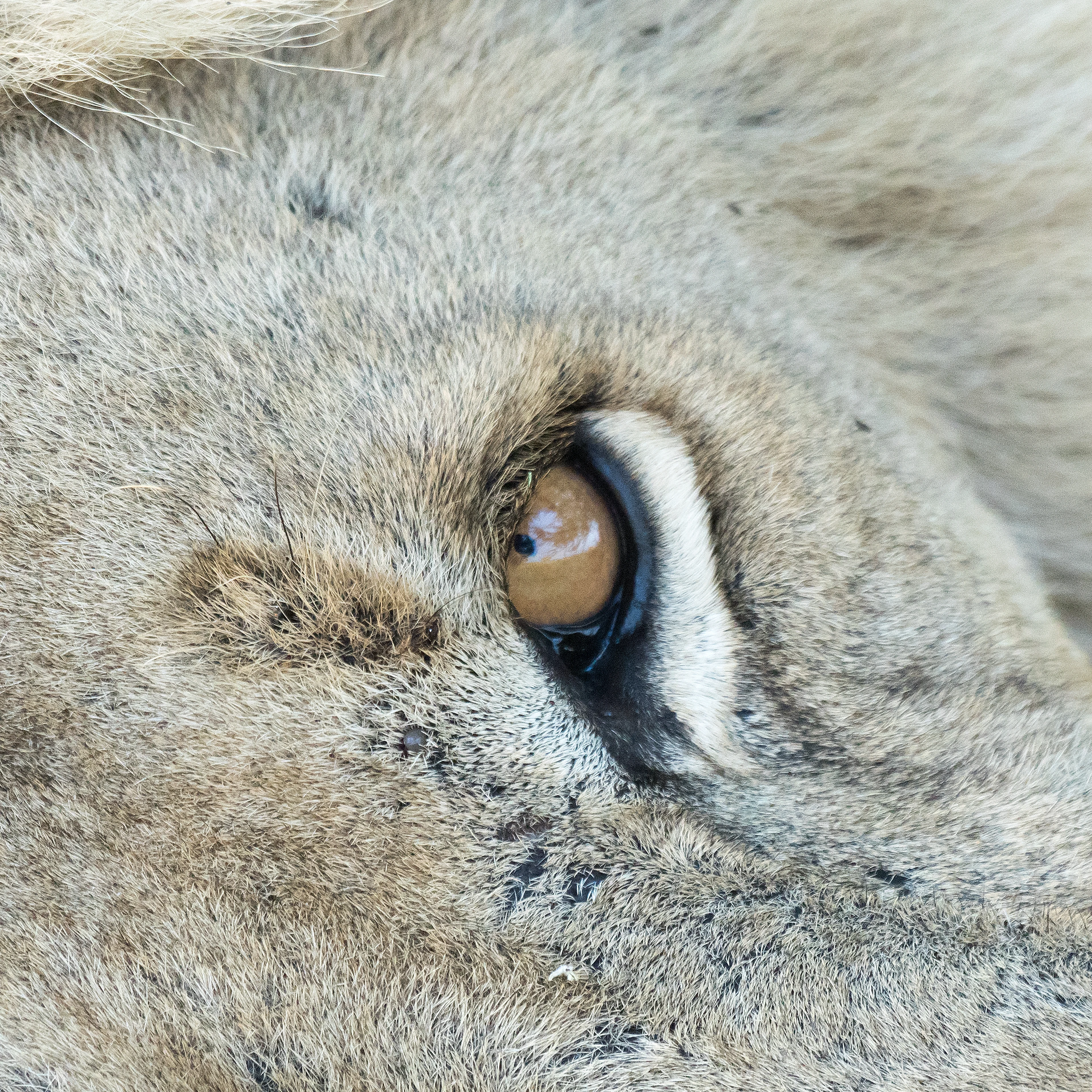 male Lion (detail), Moremi Game Reserve, Botswana — photo by Jim Bennett