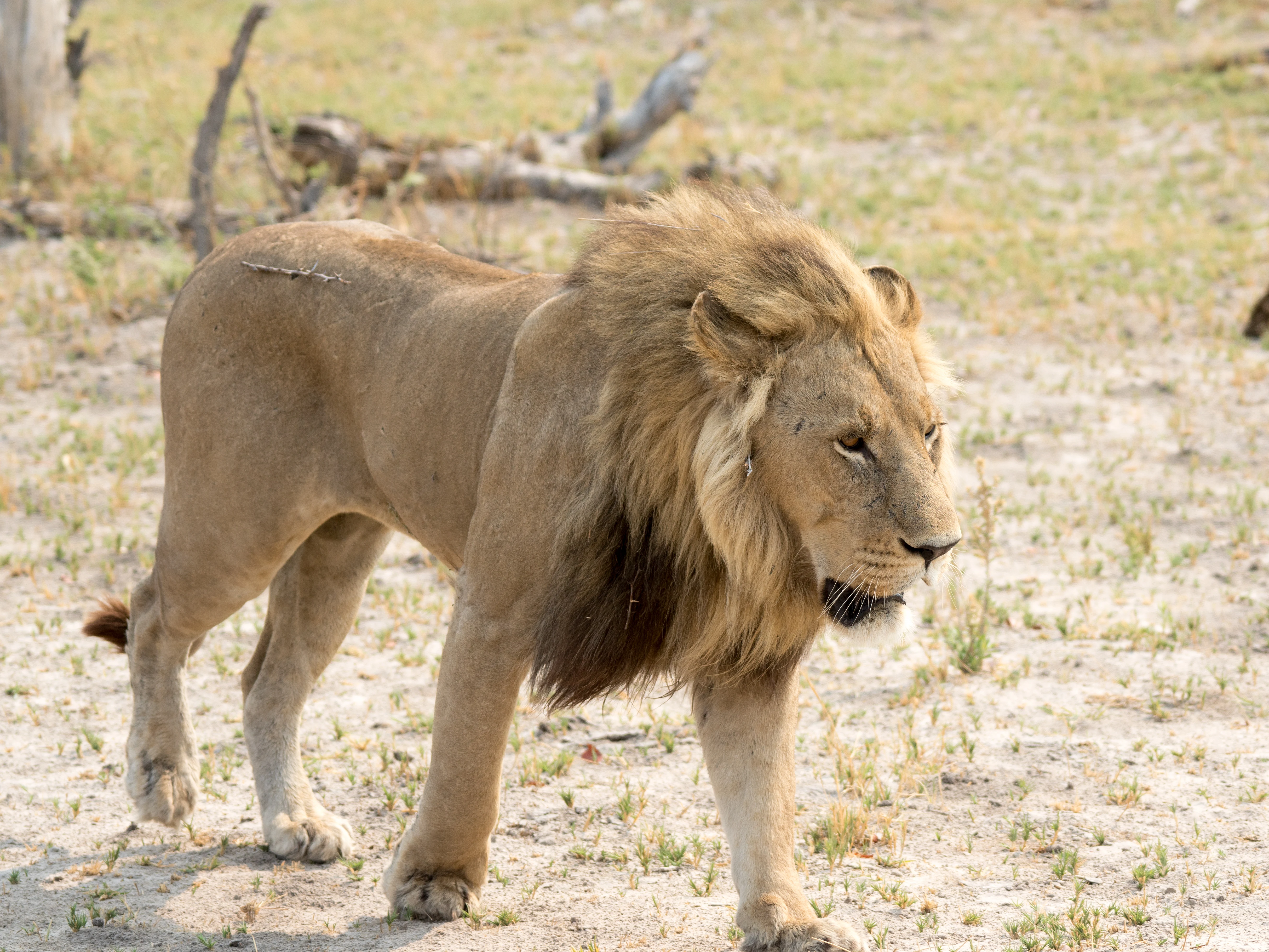 male Lion, Moremi Game Reserve, Botswana — photo by Jim Bennett