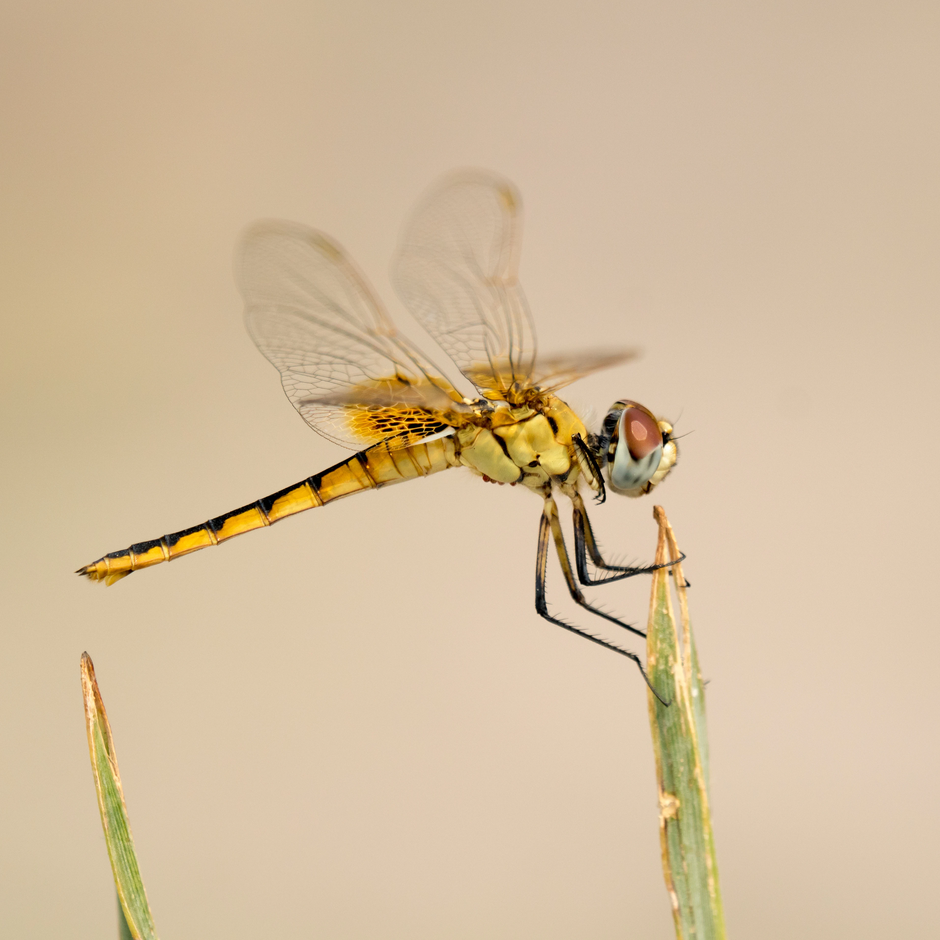 Dragonfly, Moremi Game Reserve, Botswana — photo by Jim Bennett