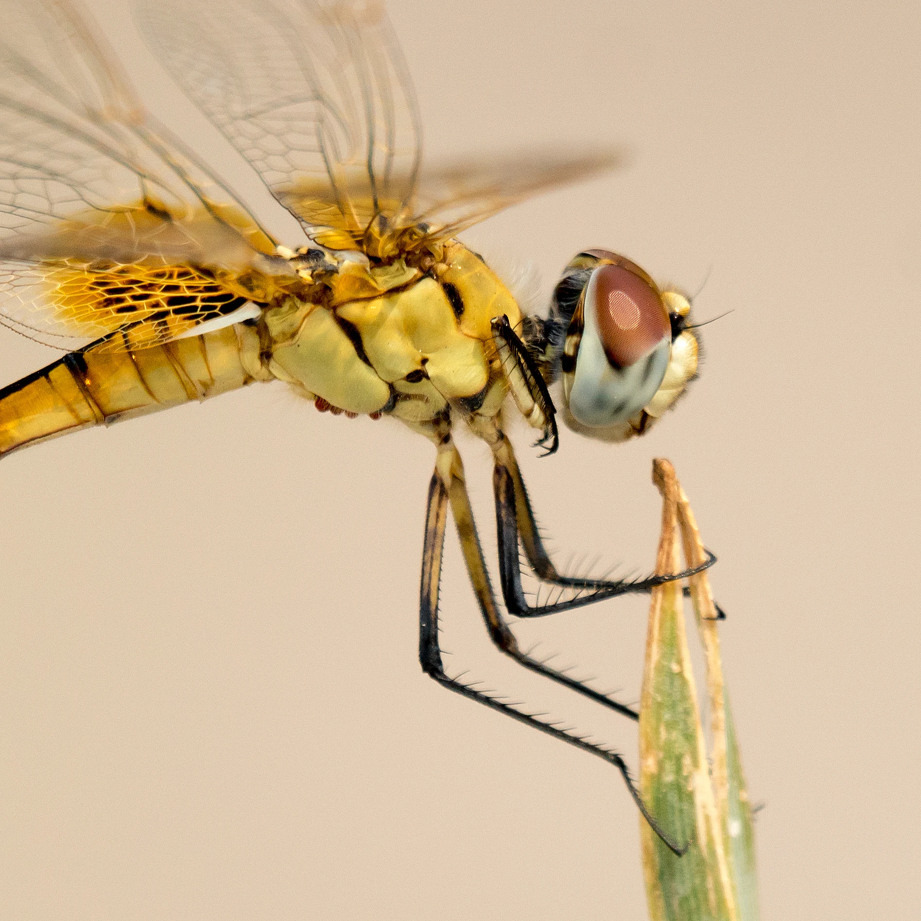 Dragonfly (detail), Moremi Game Reserve, Botswana — photo by Jim Bennett