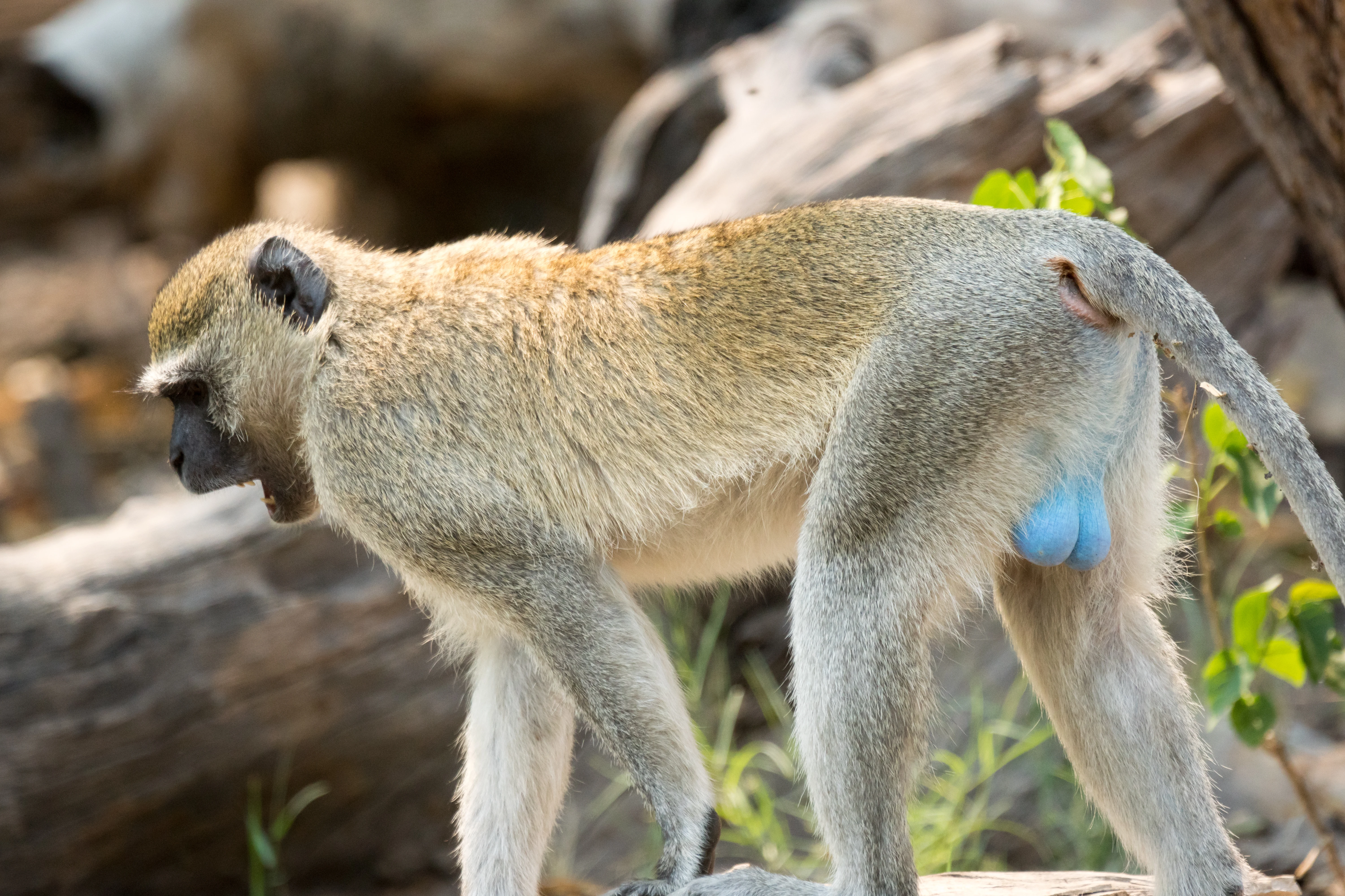 Vervet Monkey, Moremi Game Reserve, Botswana — photo by Jim Bennett