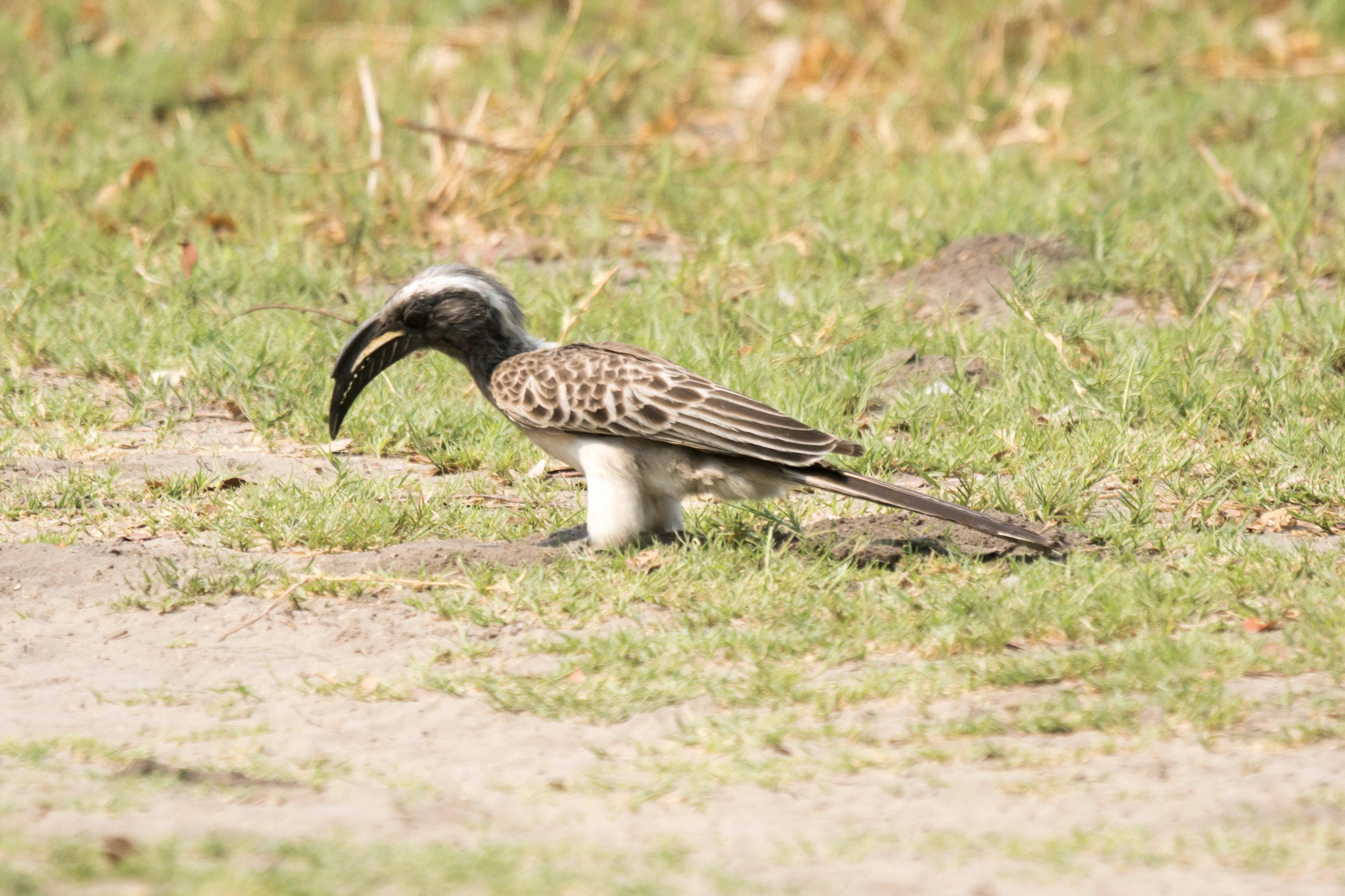African Grey Hornbill, Moremi Game Reserve, Botswana — photo by Jim Bennett