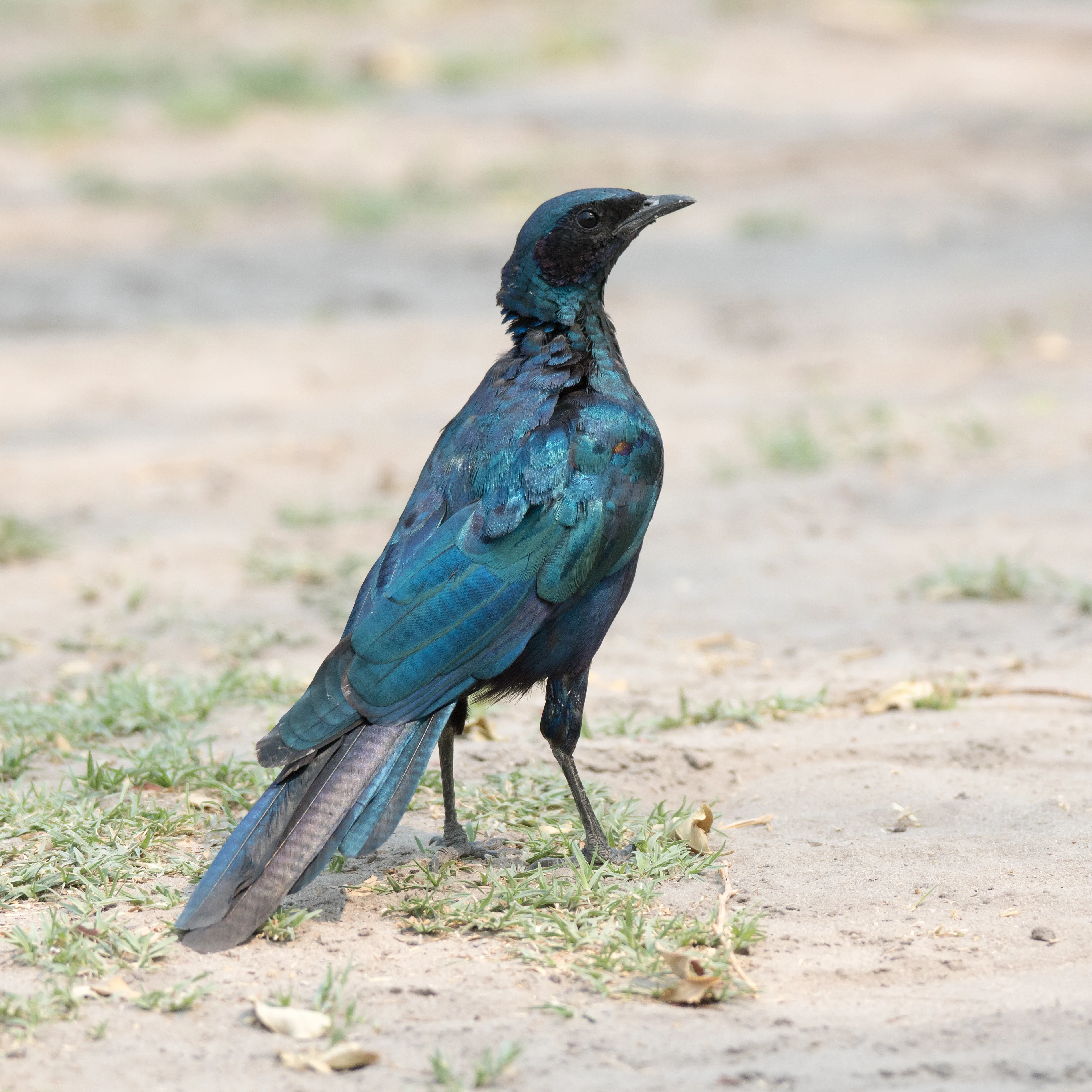 Burchell's Starling, Moremi Game Reserve, Botswana — photo by Jim Bennett