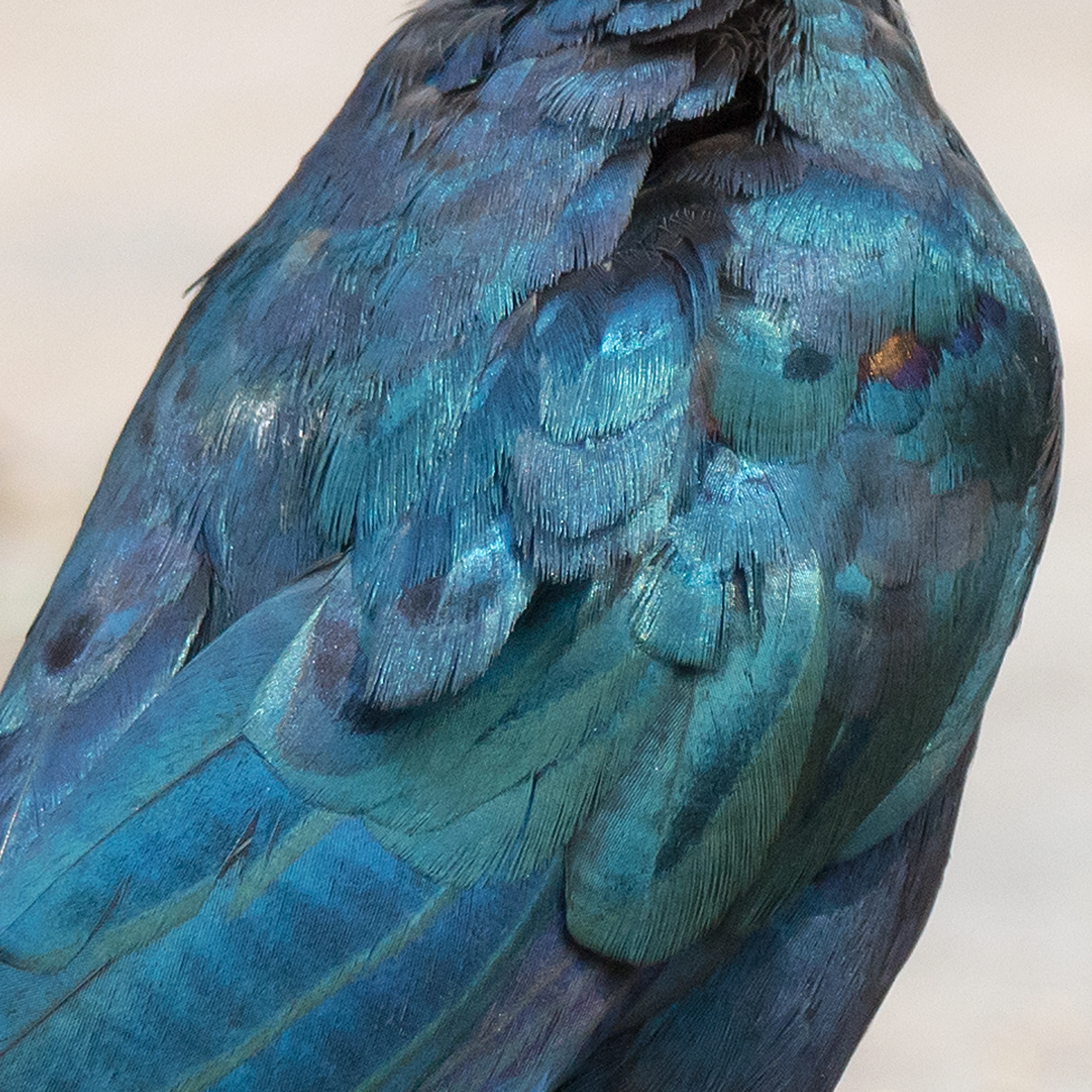 Burchell's Starling (detail), Moremi Game Reserve, Botswana — photo by Jim Bennett