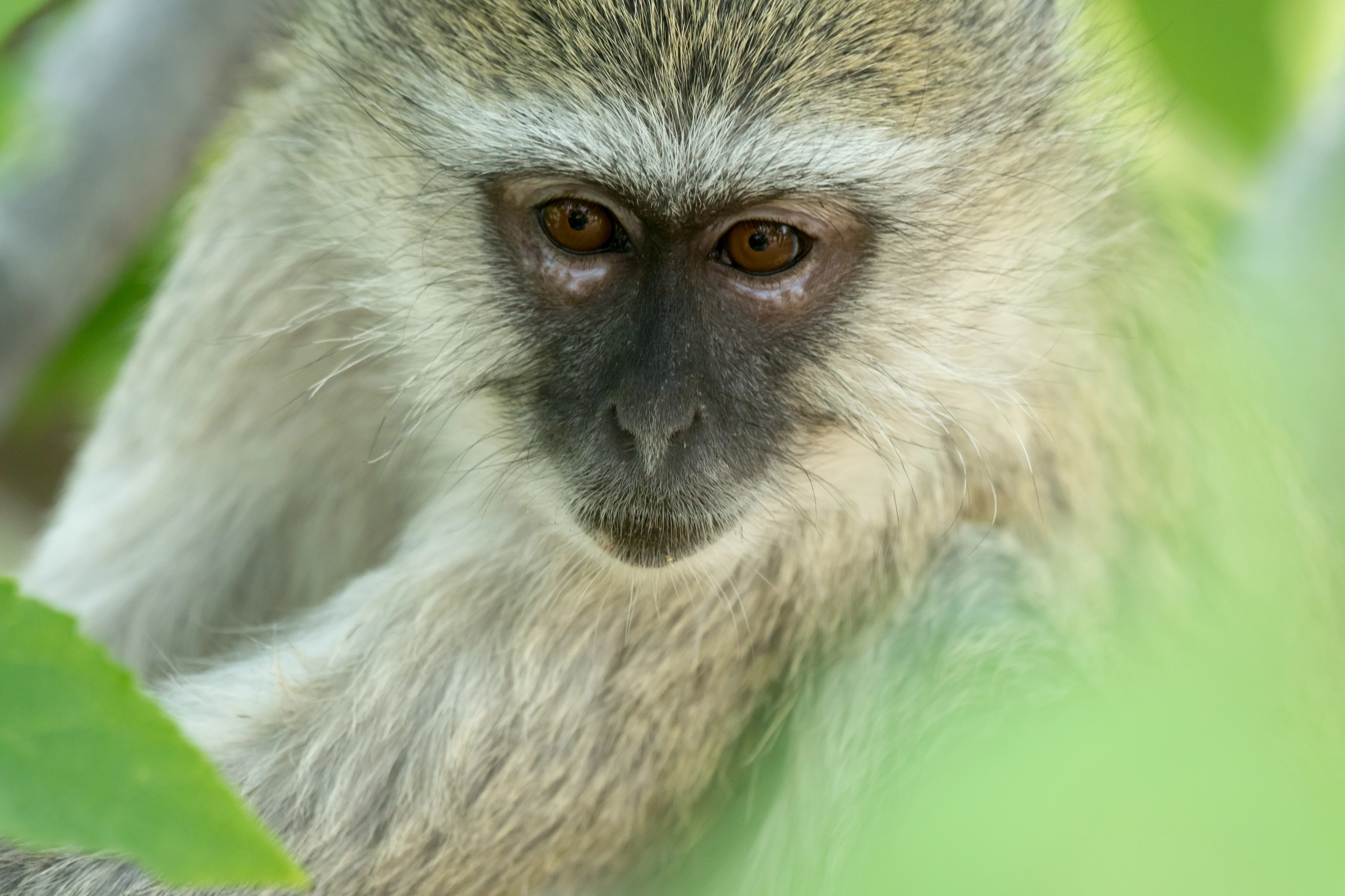Vervet Monkey, Moremi Game Reserve, Botswana — photo by Jim Bennett