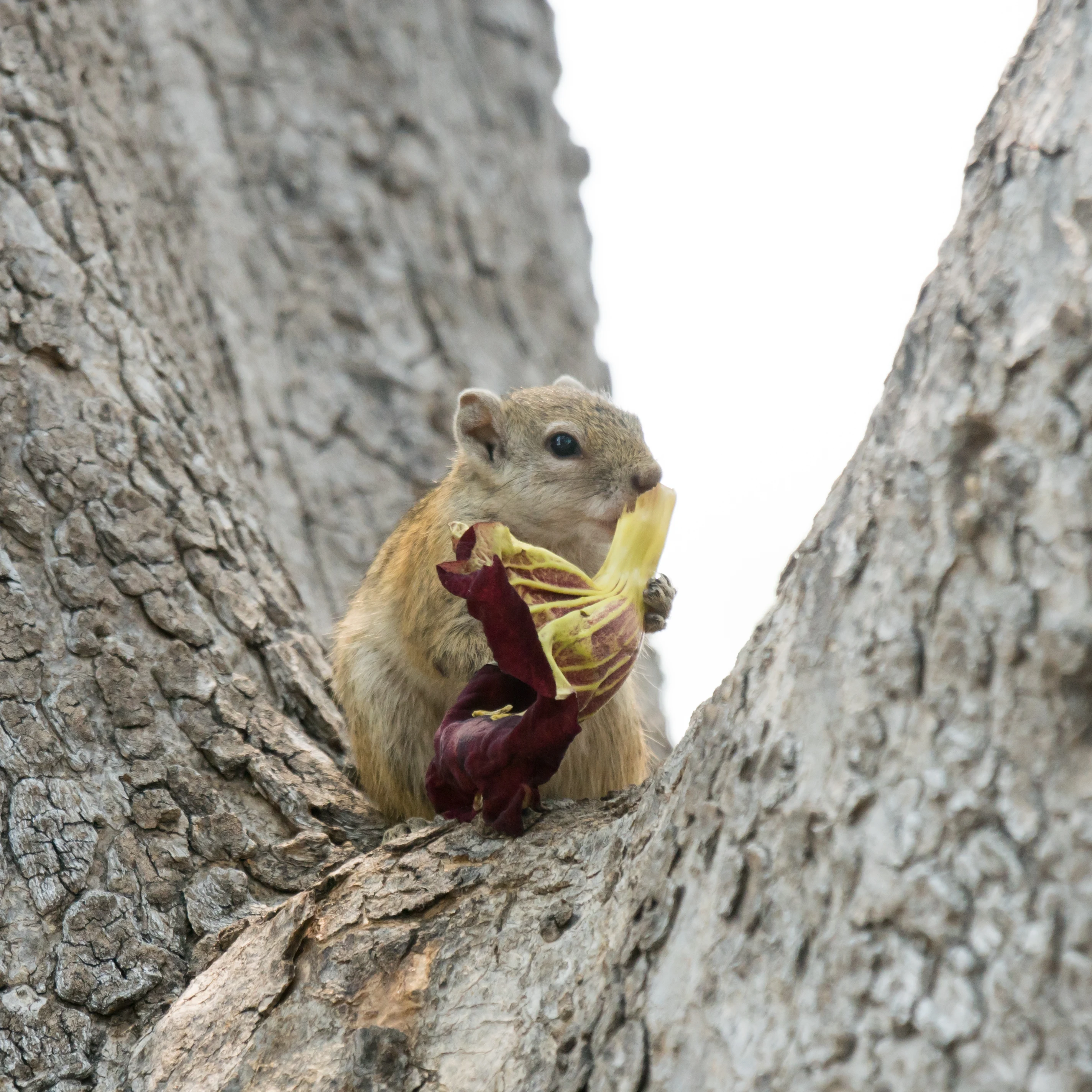 Ground Squirrel, Moremi Game Reserve, Botswana — photo by Jim Bennett