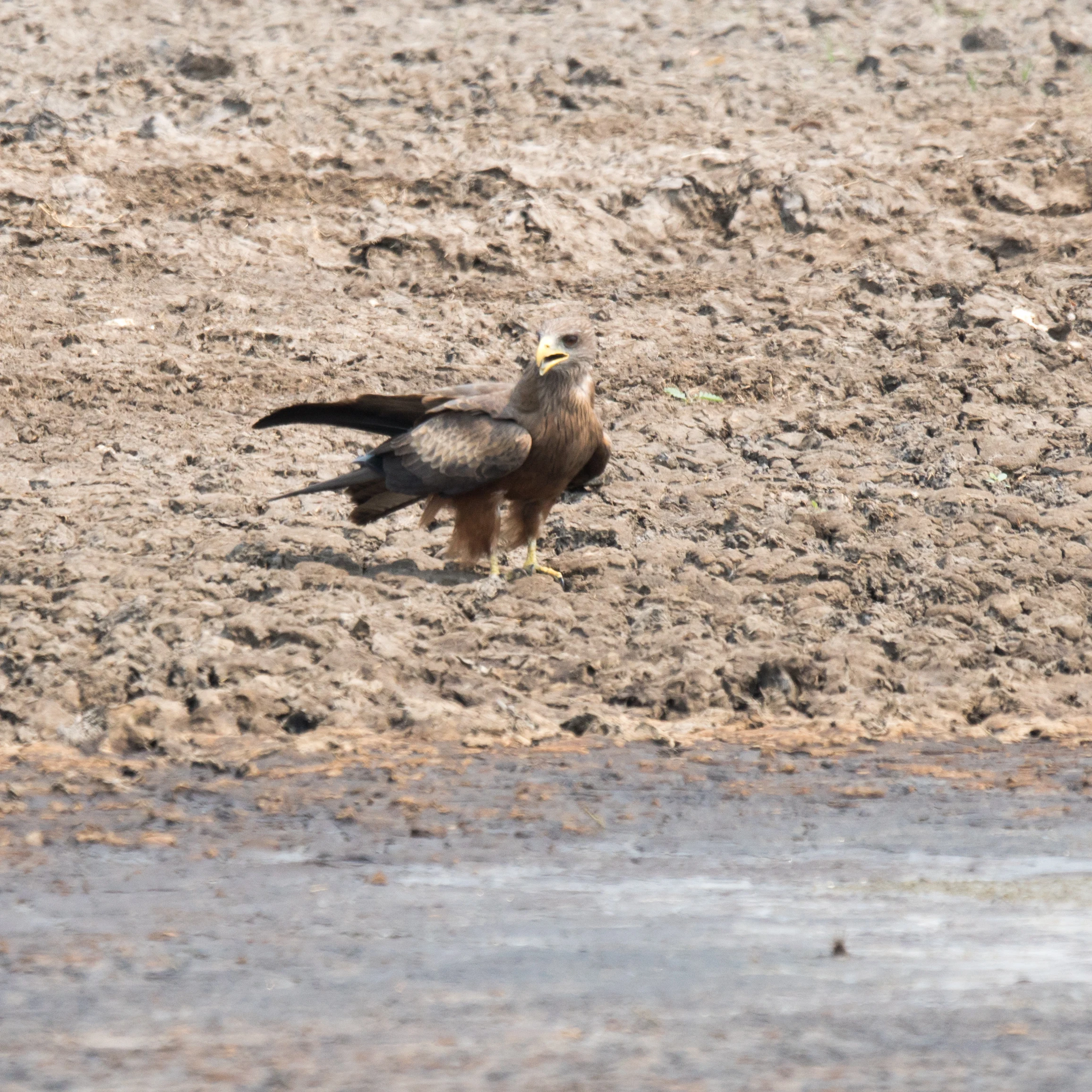 Yellow-billed Kite, Moremi Game Reserve, Botswana — photo by Jim Bennett
