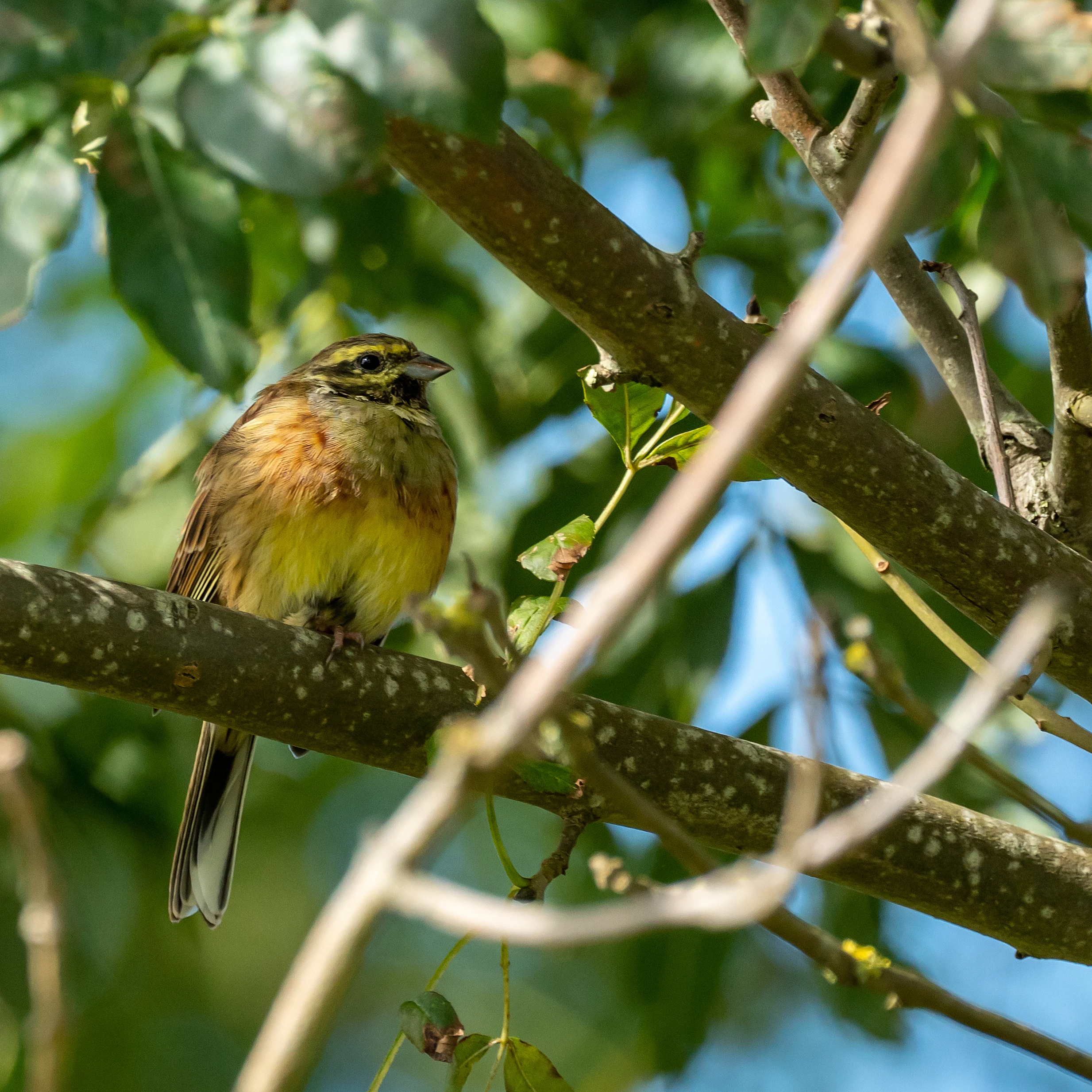 Cirl Bunting, RSPB Labrador Bay, Devon, UK — photo by Jim Bennett
