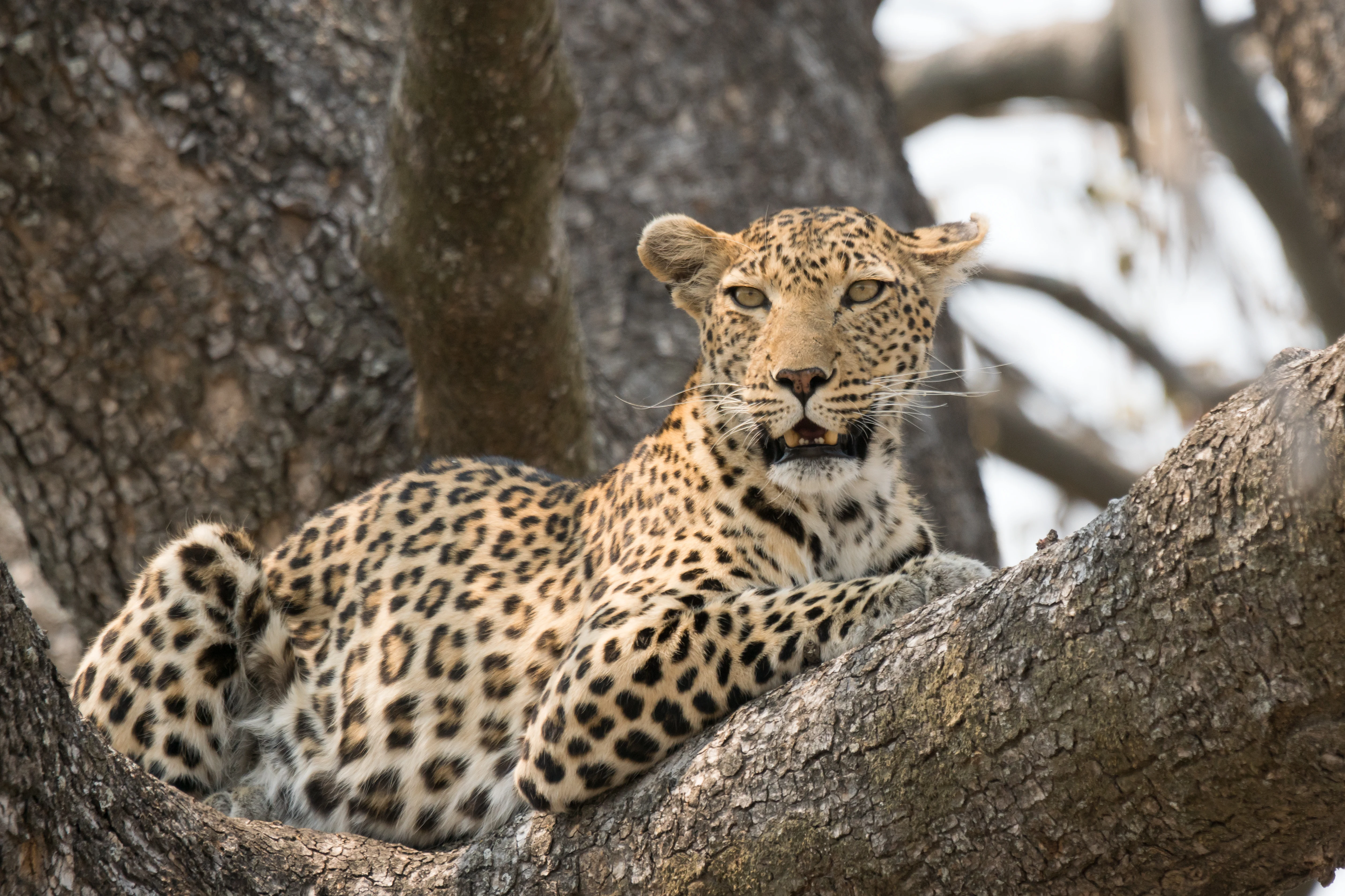 Leopard, Moremi Game Reserve, Botswana — photo by Jim Bennett