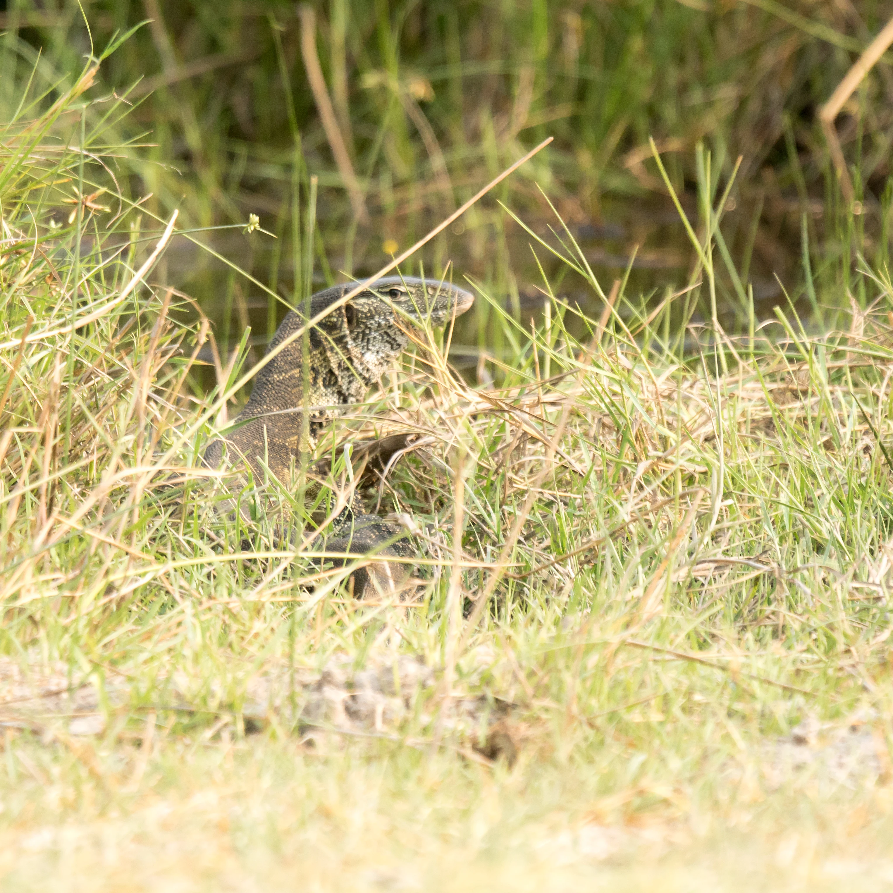Monitor Lizard, Moremi Game Reserve, Botswana — photo by Jim Bennett