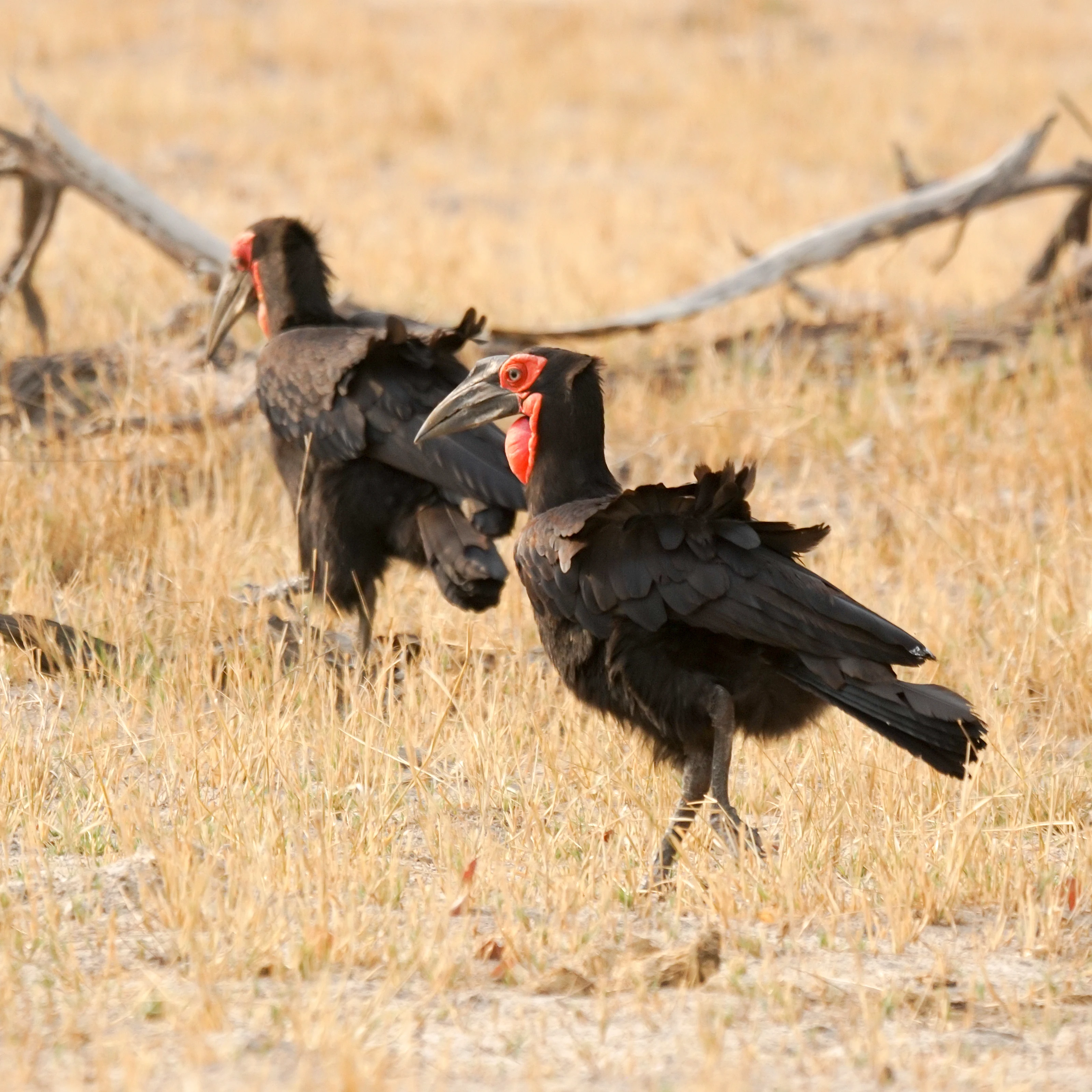 Southern Ground Hornbill, Moremi Game Reserve, Botswana — photo by Jim Bennett