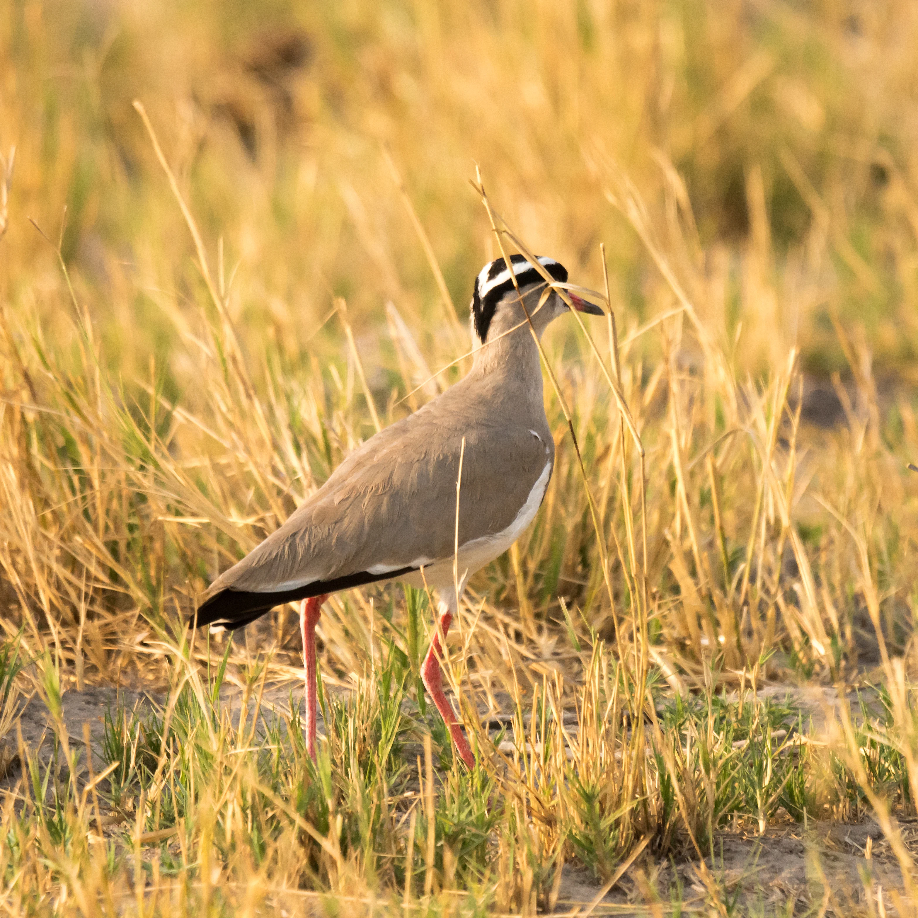 Crowned Lapwing, Moremi Game Reserve, Botswana — photo by Jim Bennett