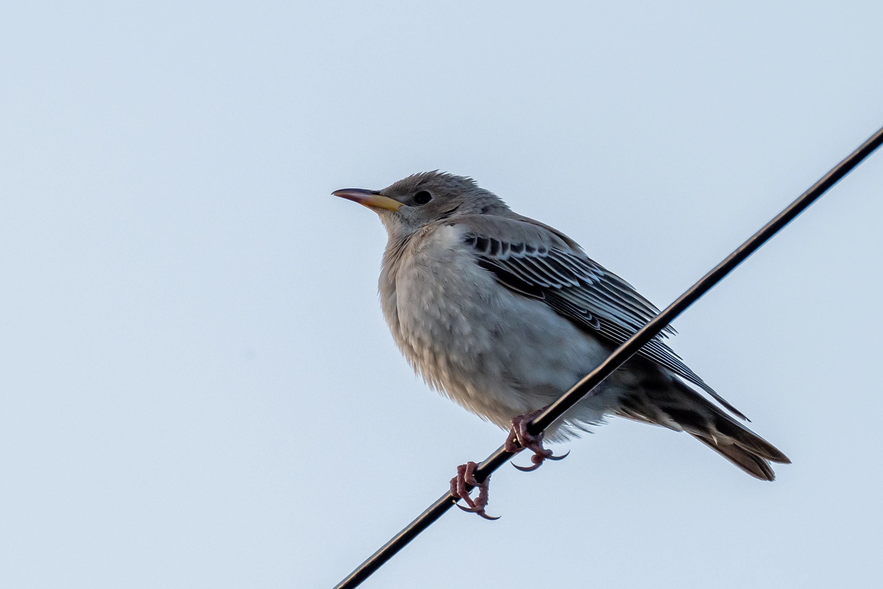 Rose-coloured Starling, Cornwall, UK — photo by Jim Bennett
