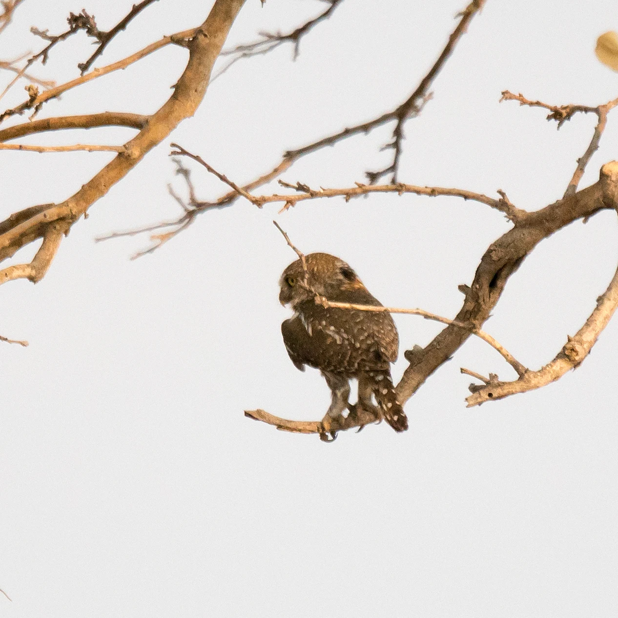 Pearl-spotted Owlet, Moremi Game Reserve, Botswana — photo by Jim Bennett