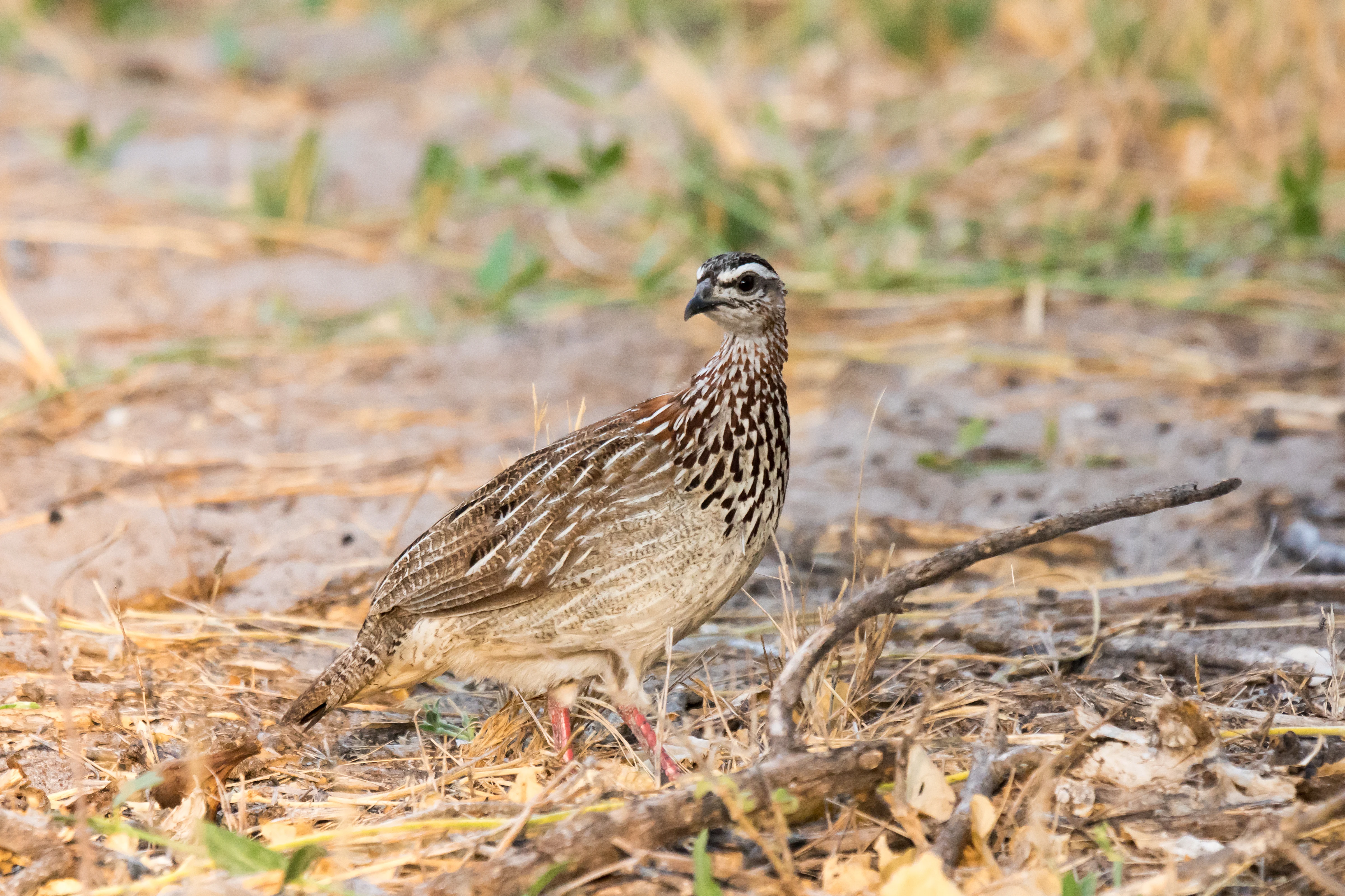 Crested Francolin, Moremi Game Reserve, Botswana — photo by Jim Bennett
