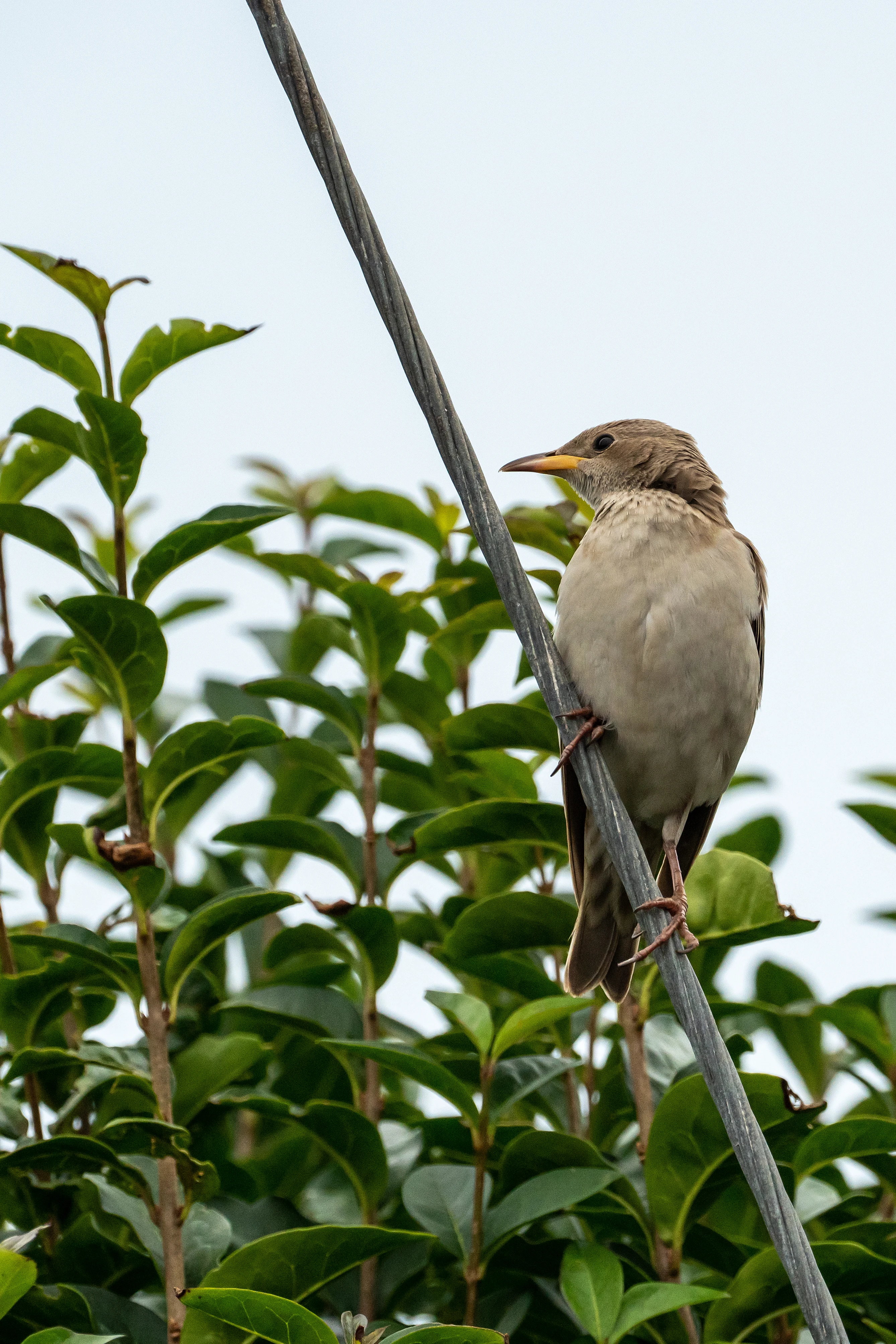 Rose-coloured Starling, Cornwall, UK — photo by Jim Bennett