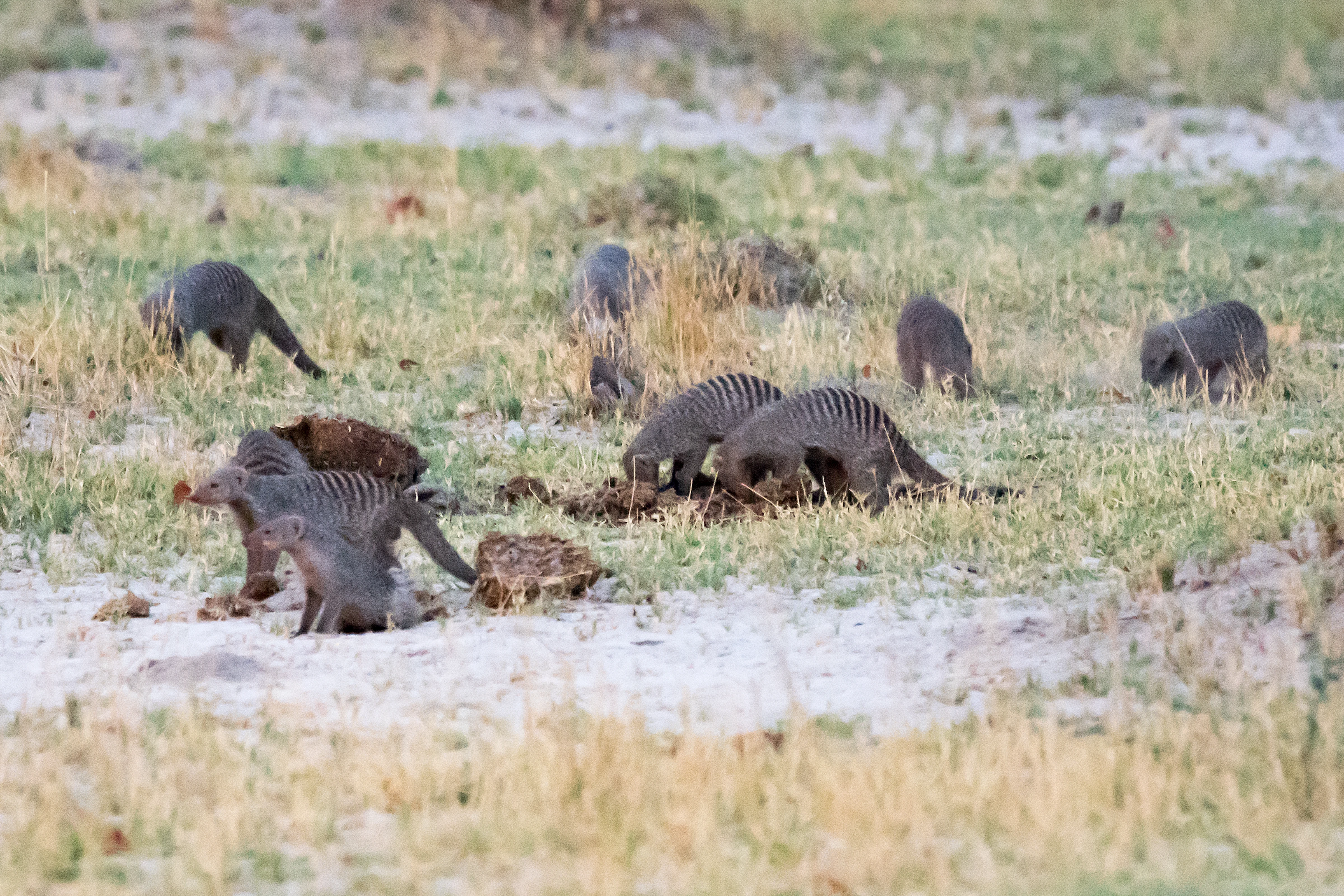 Banded Mongoose, Moremi Game Reserve, Botswana — photo by Jim Bennett