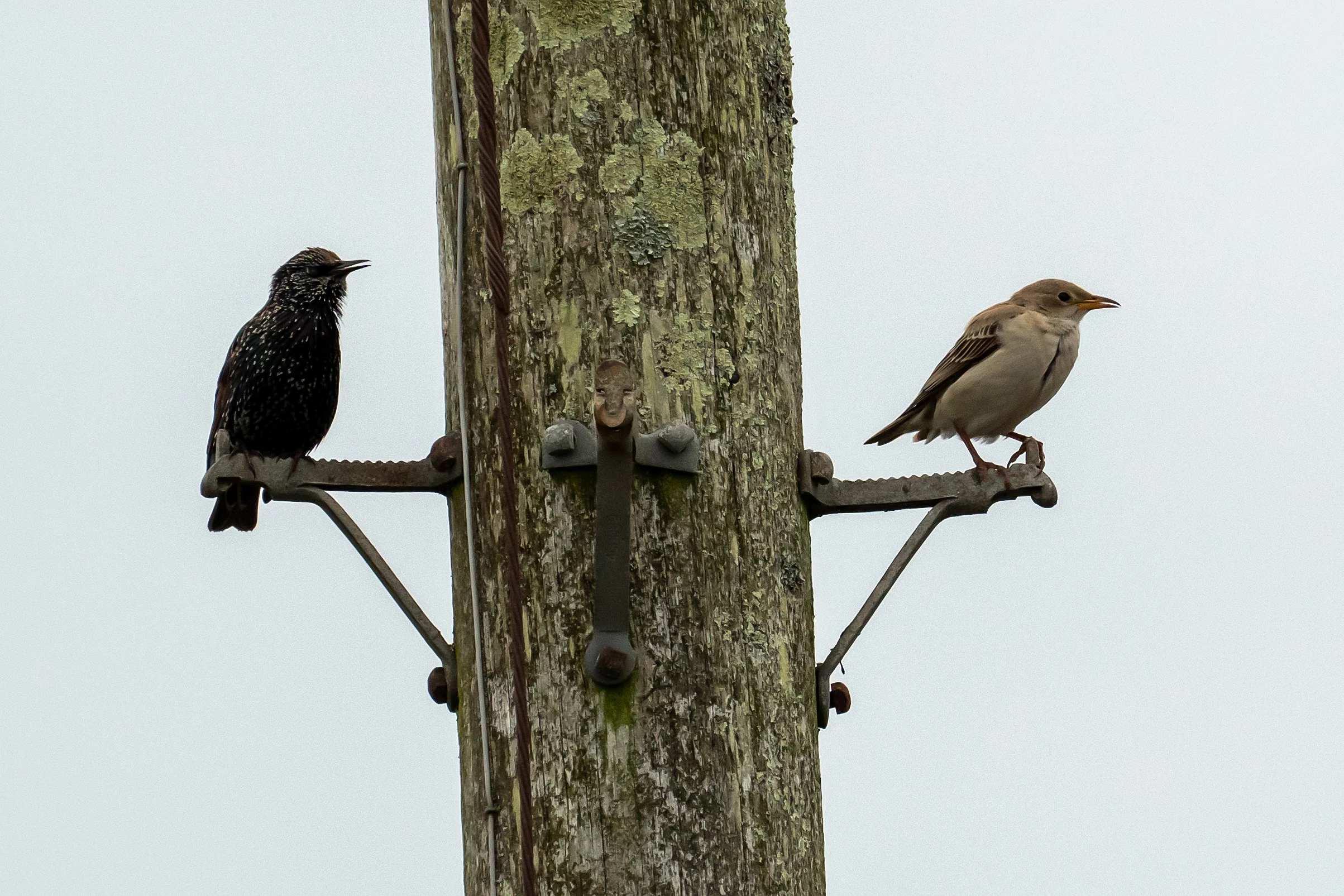 Starling & juvenile Rose-coloured Starling, Cornwall, UK — photo by Jim Bennett
