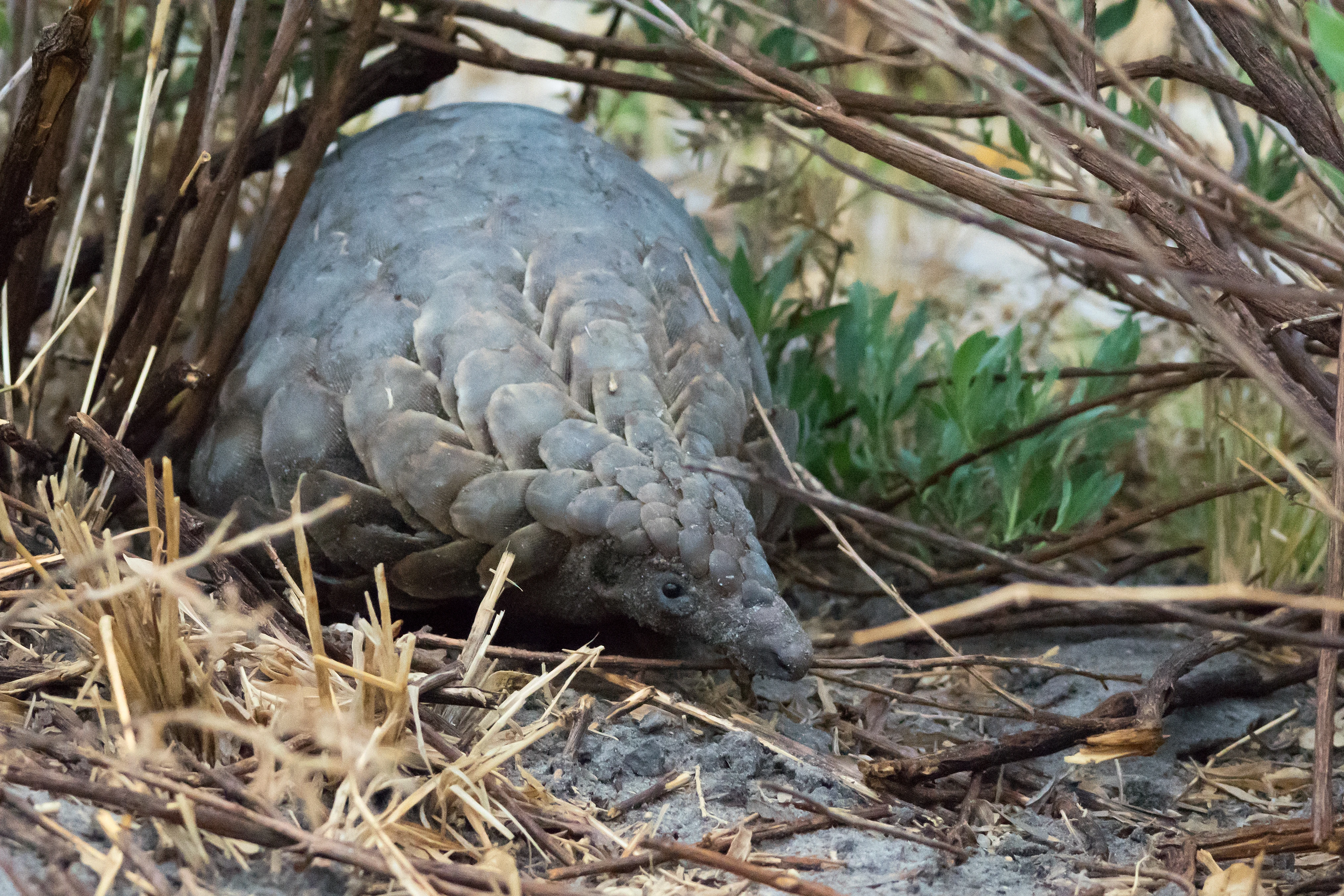 Ground Pangolin, Moremi Game Reserve, Botswana — photo by Jim Bennett