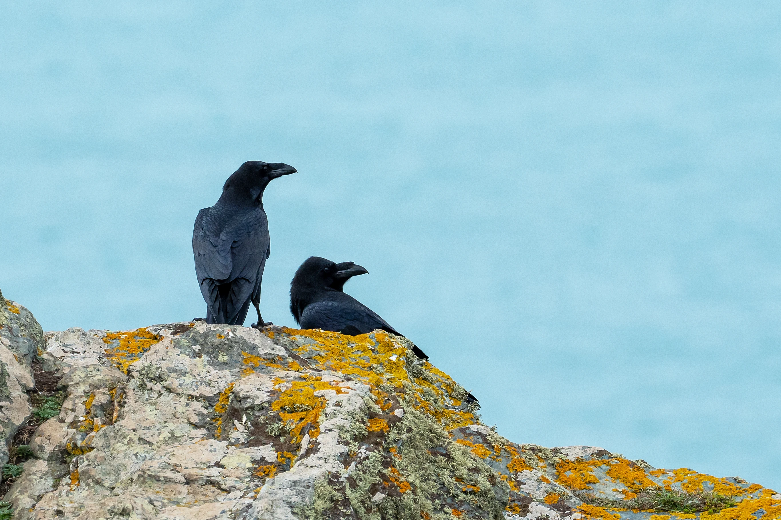 Ravens, The Lizard, Cornwall, UK — photo by Jim Bennett