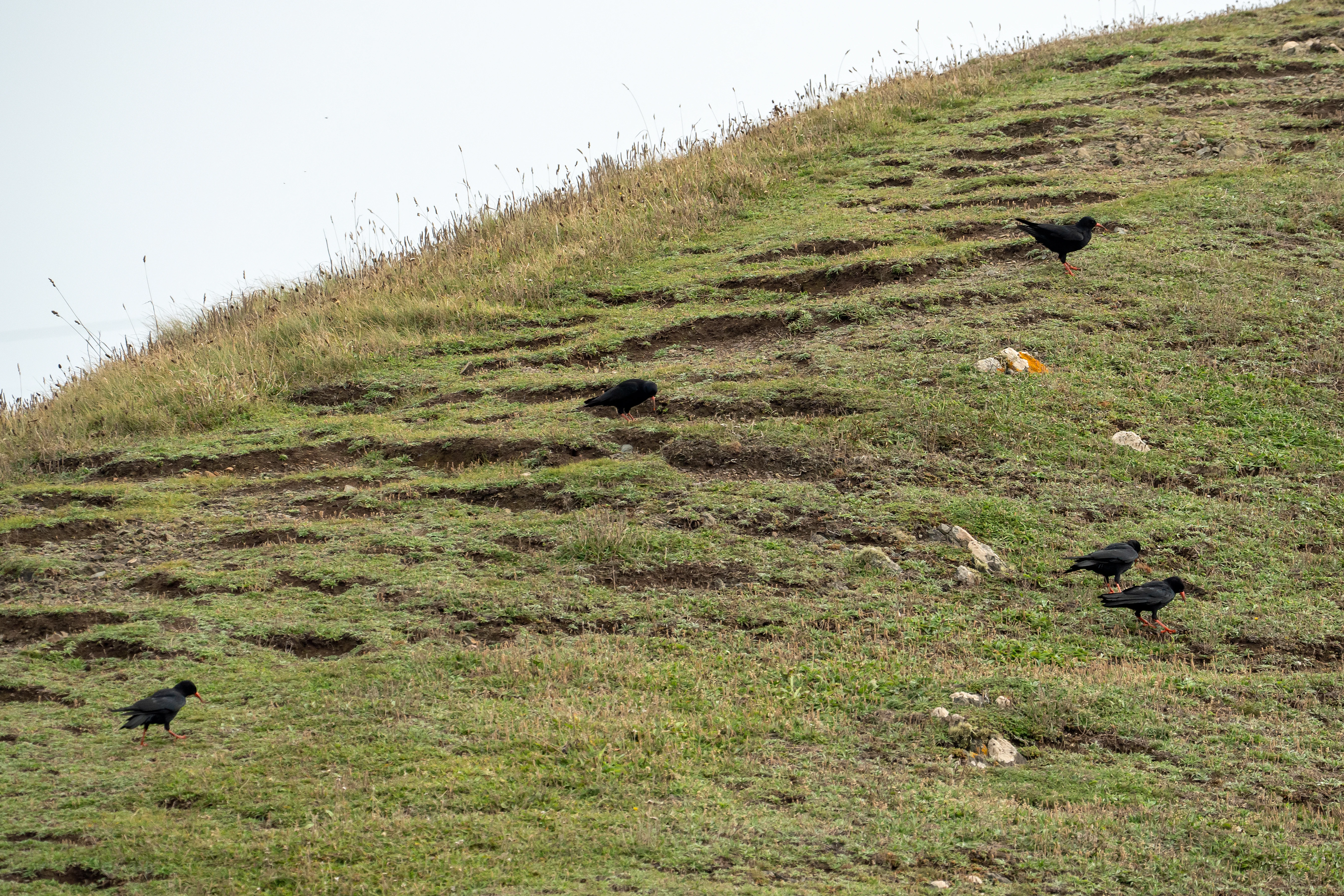 Red-billed Choughs, The Lizard, Cornwall, UK — photo by Jim Bennett