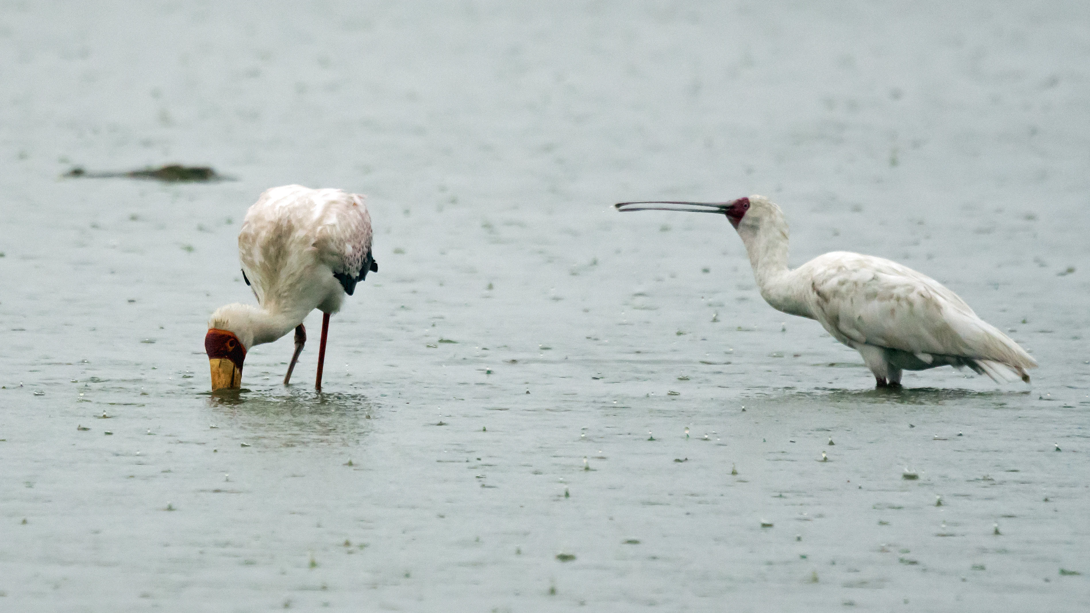 Yellow-billed Stork & African Spoonbill, Moremi Game Reserve, Botswana — photo by Jim Bennett
