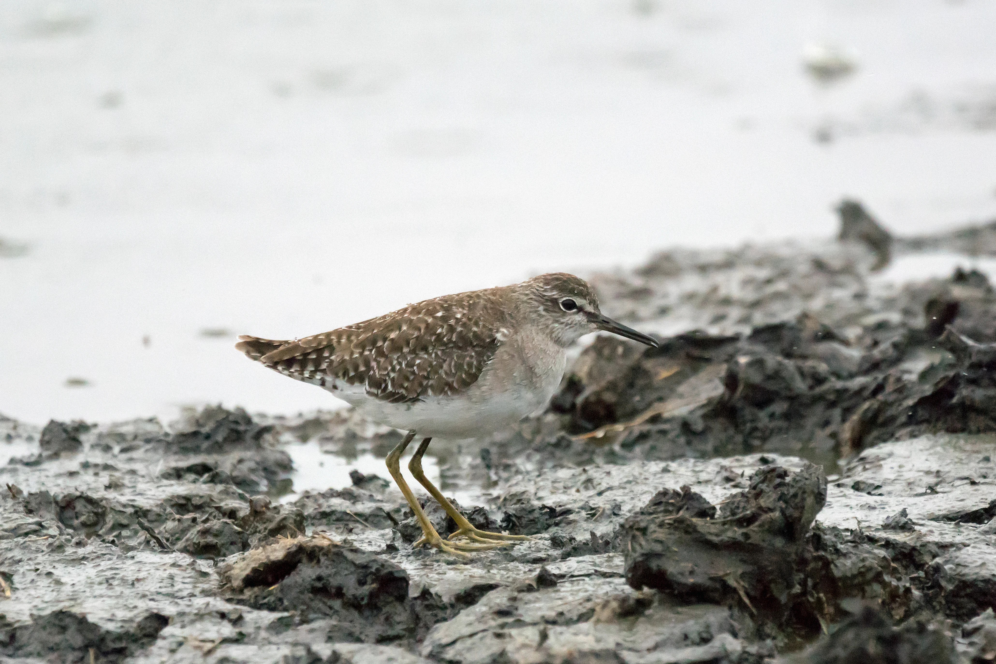 Wood Sandpiper, Moremi Game Reserve, Botswana — photo by Jim Bennett
