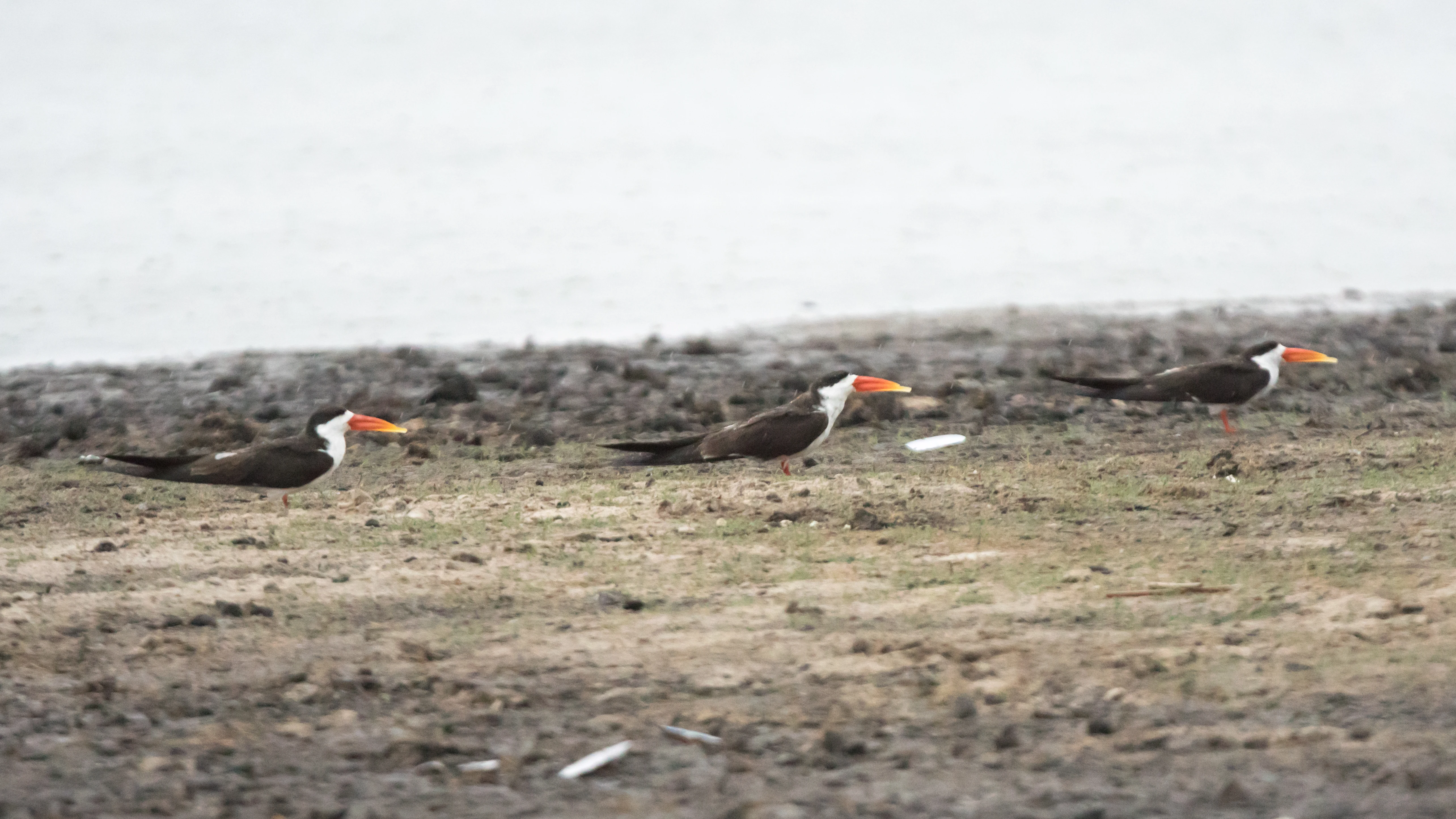 African Skimmers, Moremi Game Reserve, Botswana — photo by Jim Bennett