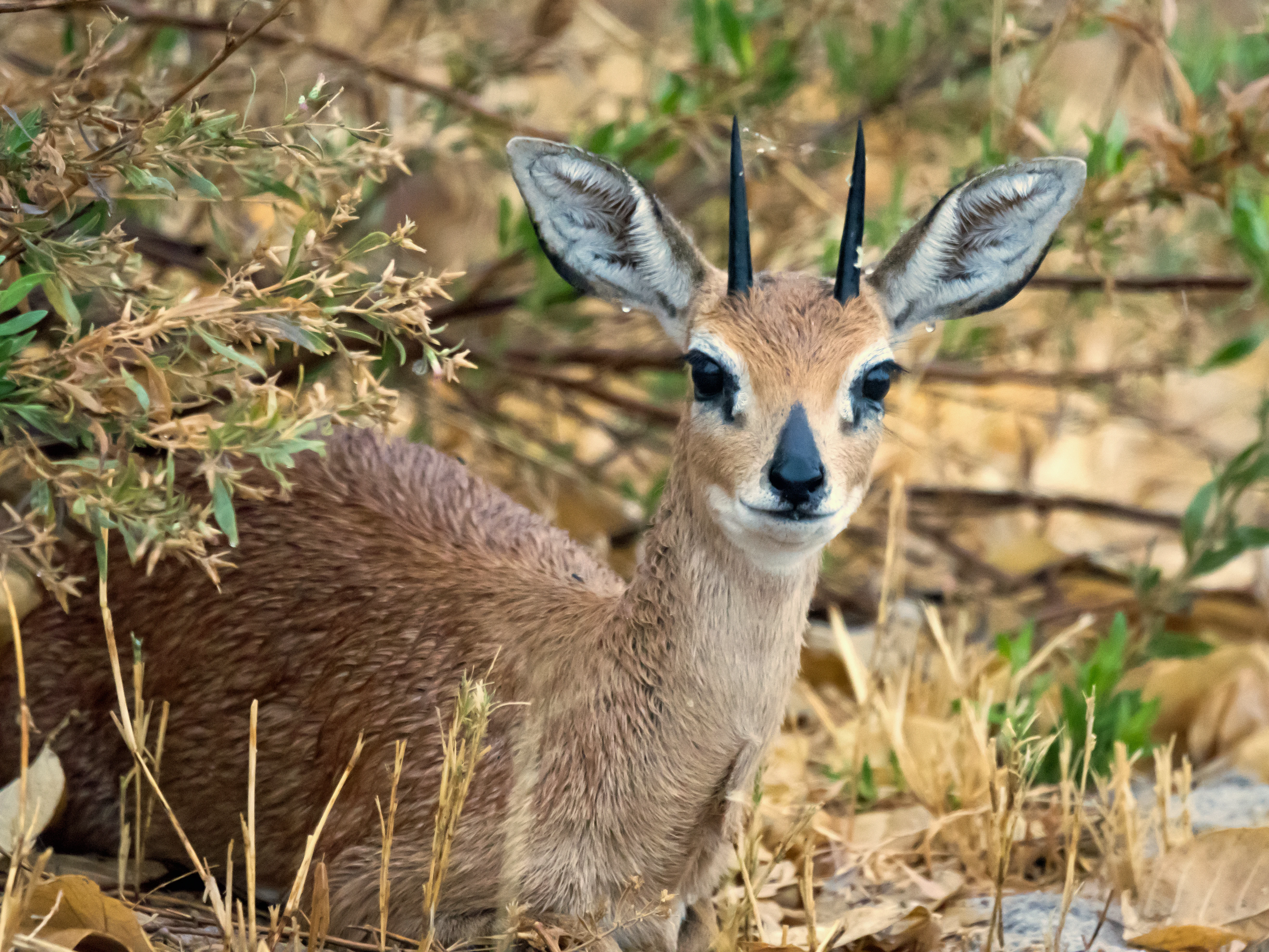 Steenbok, Moremi Game Reserve, Botswana — photo by Jim Bennett