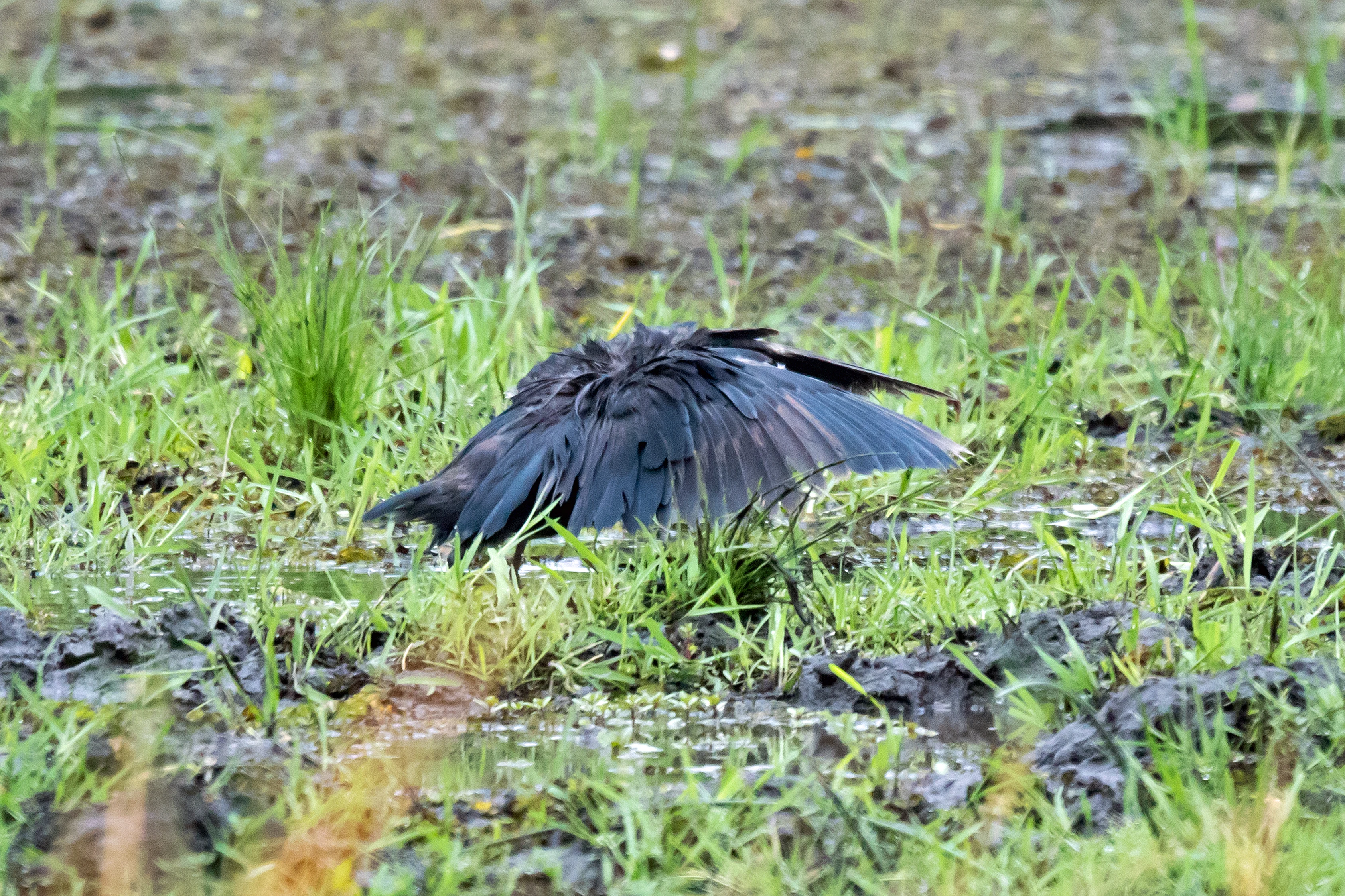 Black Heron, Moremi Game Reserve, Botswana — photo by Jim Bennett