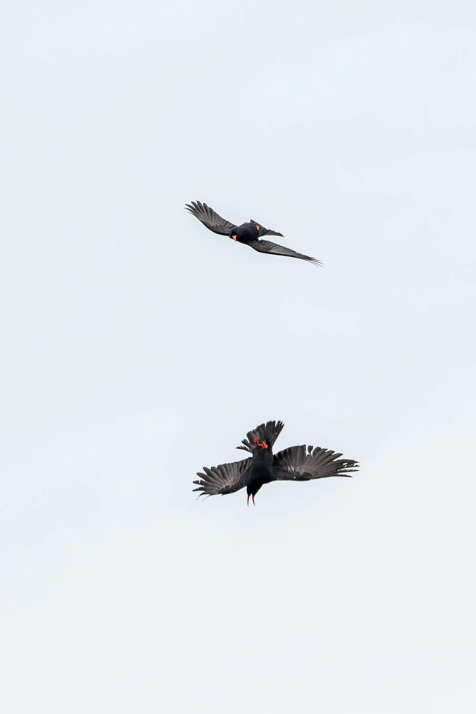 Red-billed Choughs, The Lizard, Cornwall, UK — photo by Jim Bennett