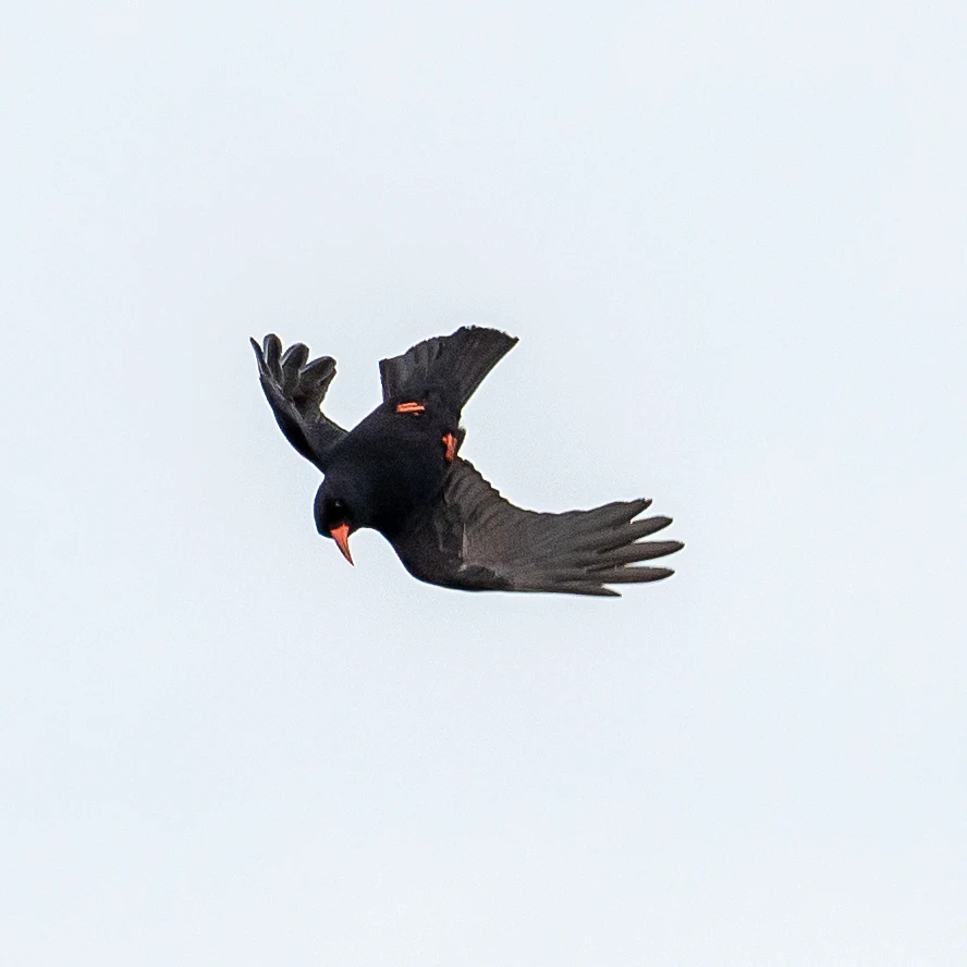 Red-billed Chough, The Lizard, Cornwall, UK — photo by Jim Bennett