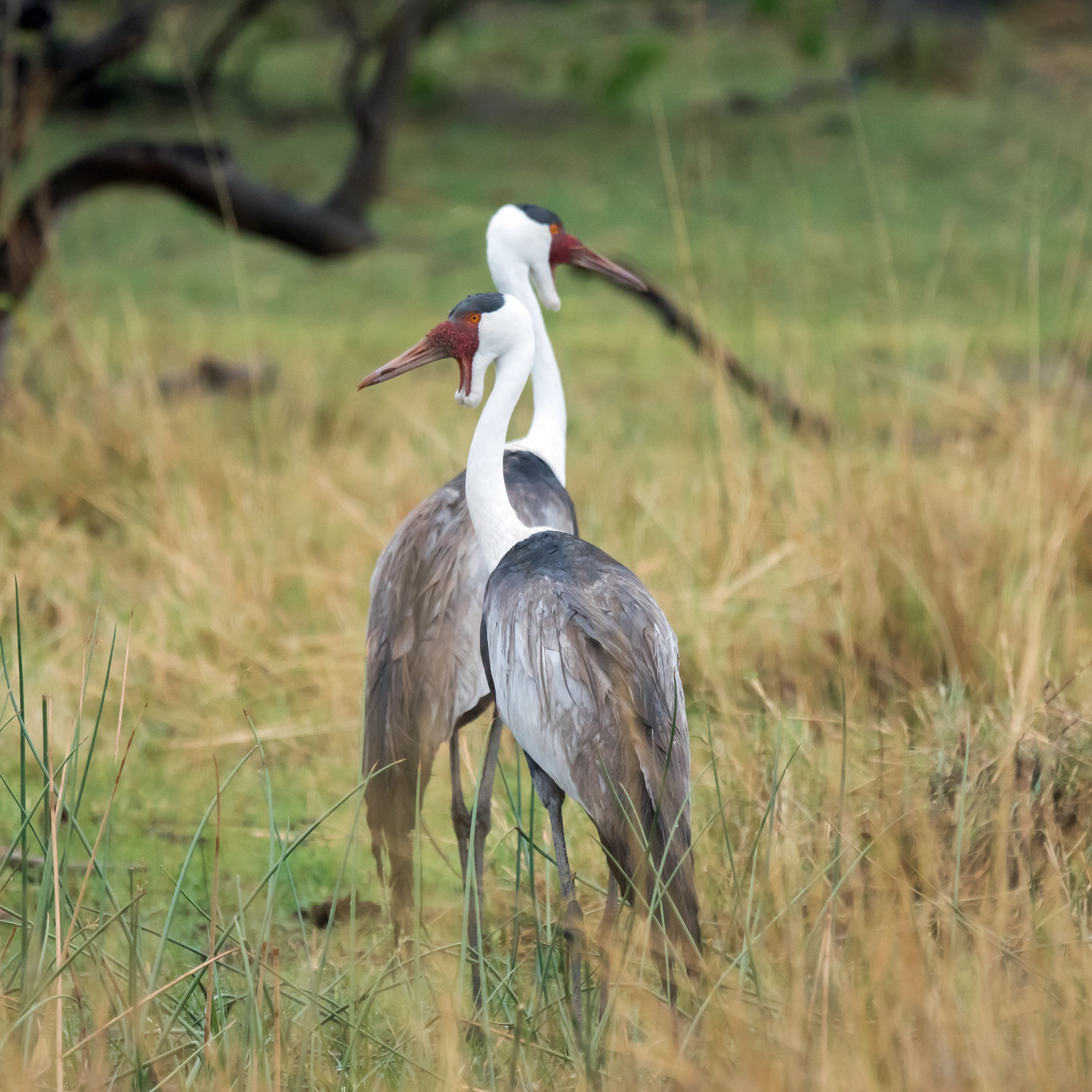 Wattled Cranes, Moremi Game Reserve, Botswana — photo by Jim Bennett