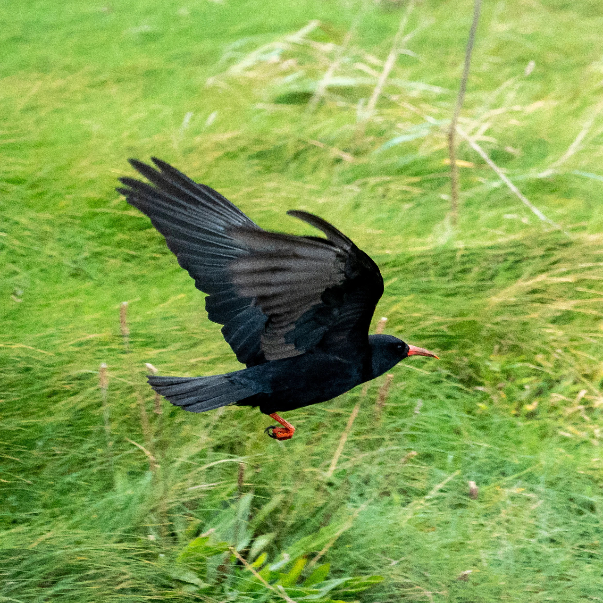 Red-billed Chough, The Lizard, Cornwall, UK — photo by Jim Bennett