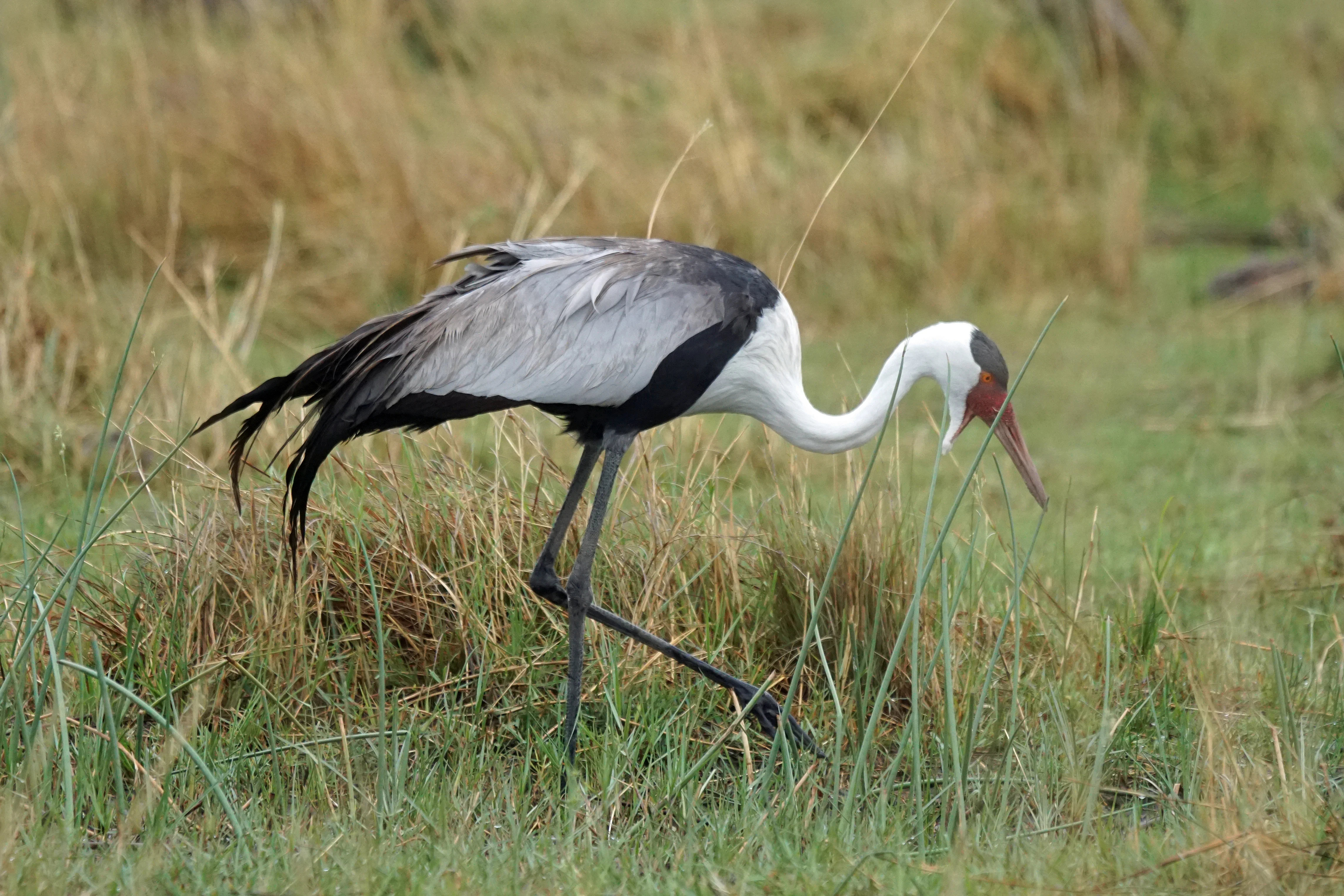 Wattled Crane, Moremi Game Reserve, Botswana — photo by Jim Bennett