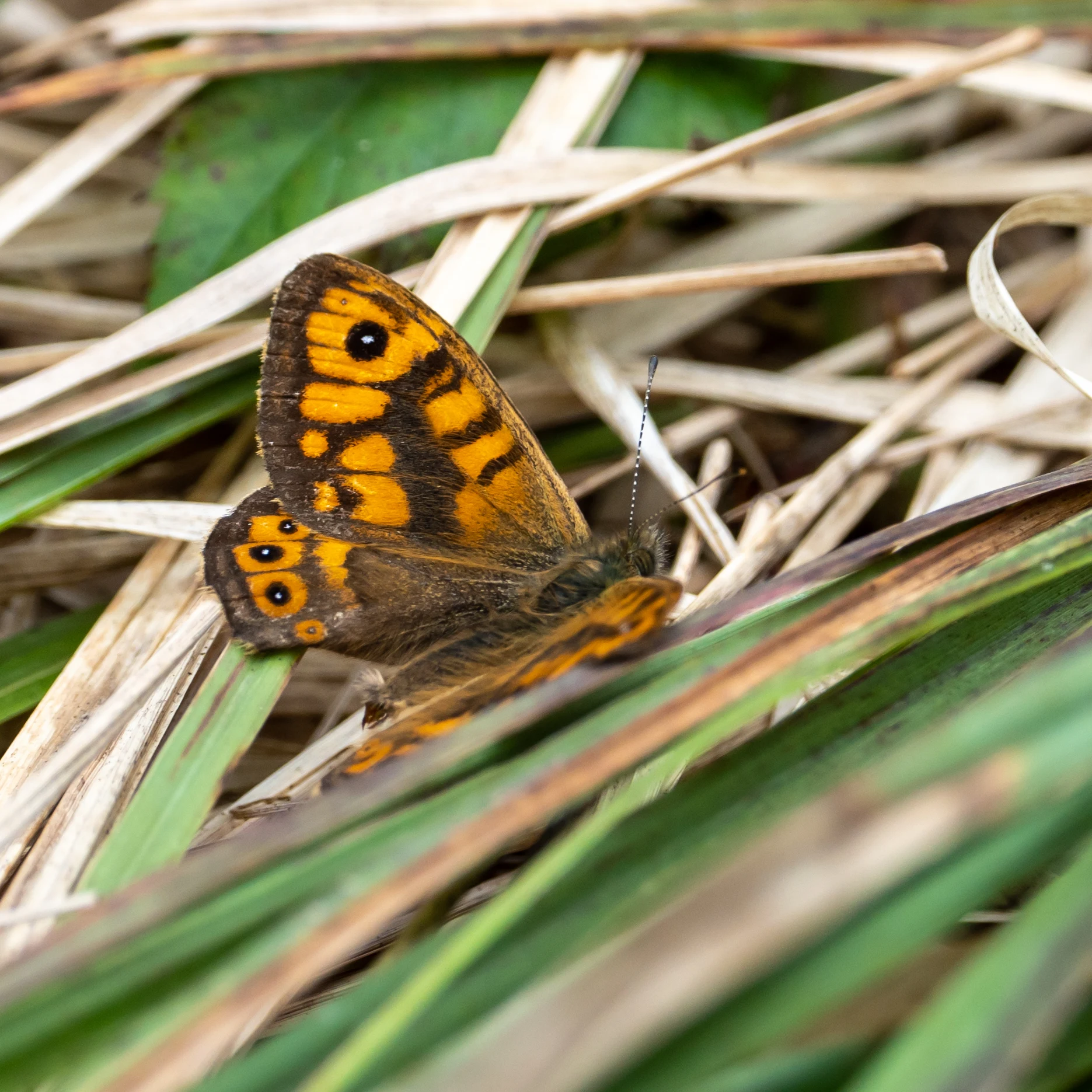 Wall butterfly, Goonhilly Downs, Cornwall, UK — photo by Jim Bennett