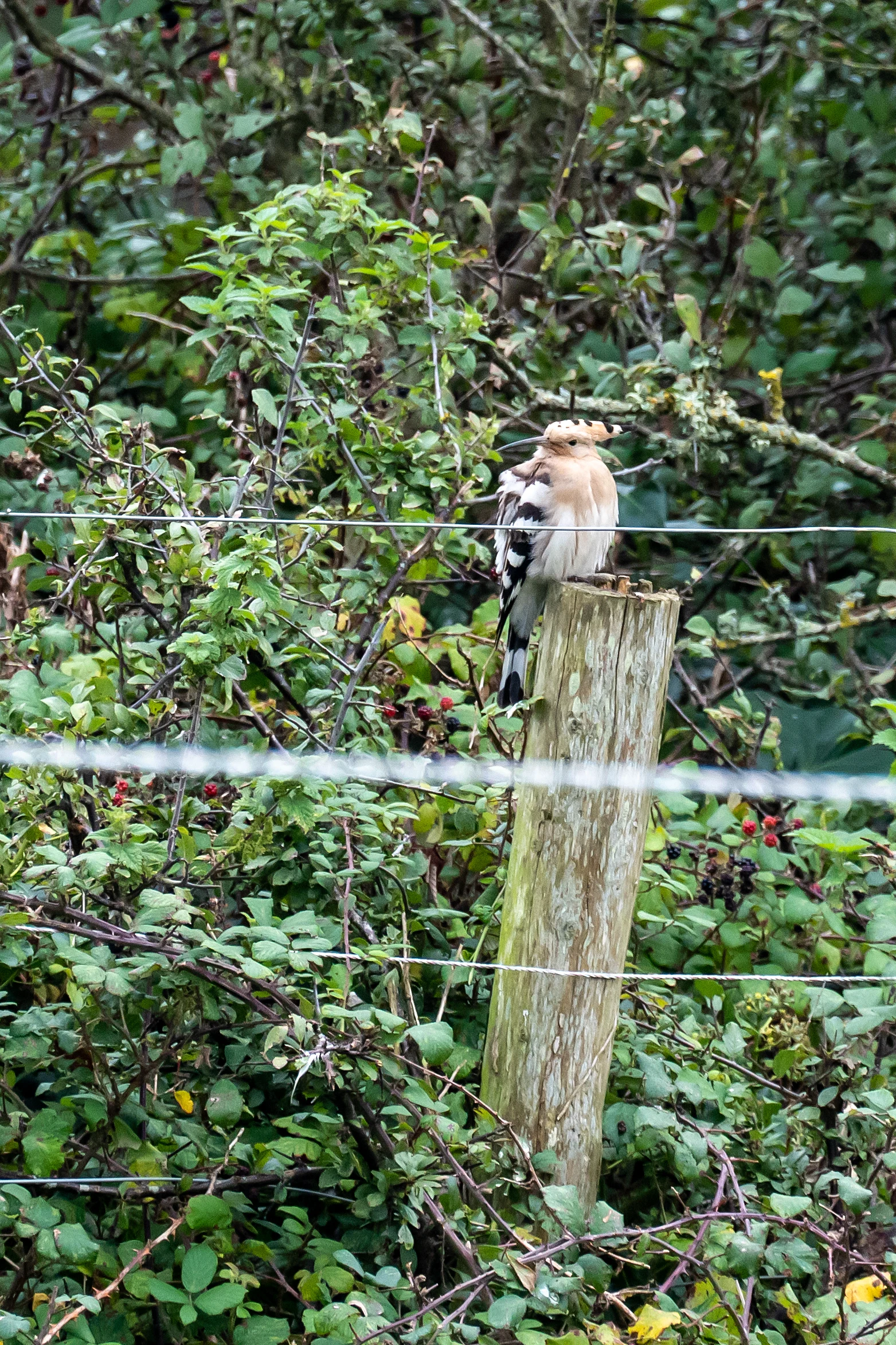 Hoopoe, Cornwall, UK — photo by Jim Bennett