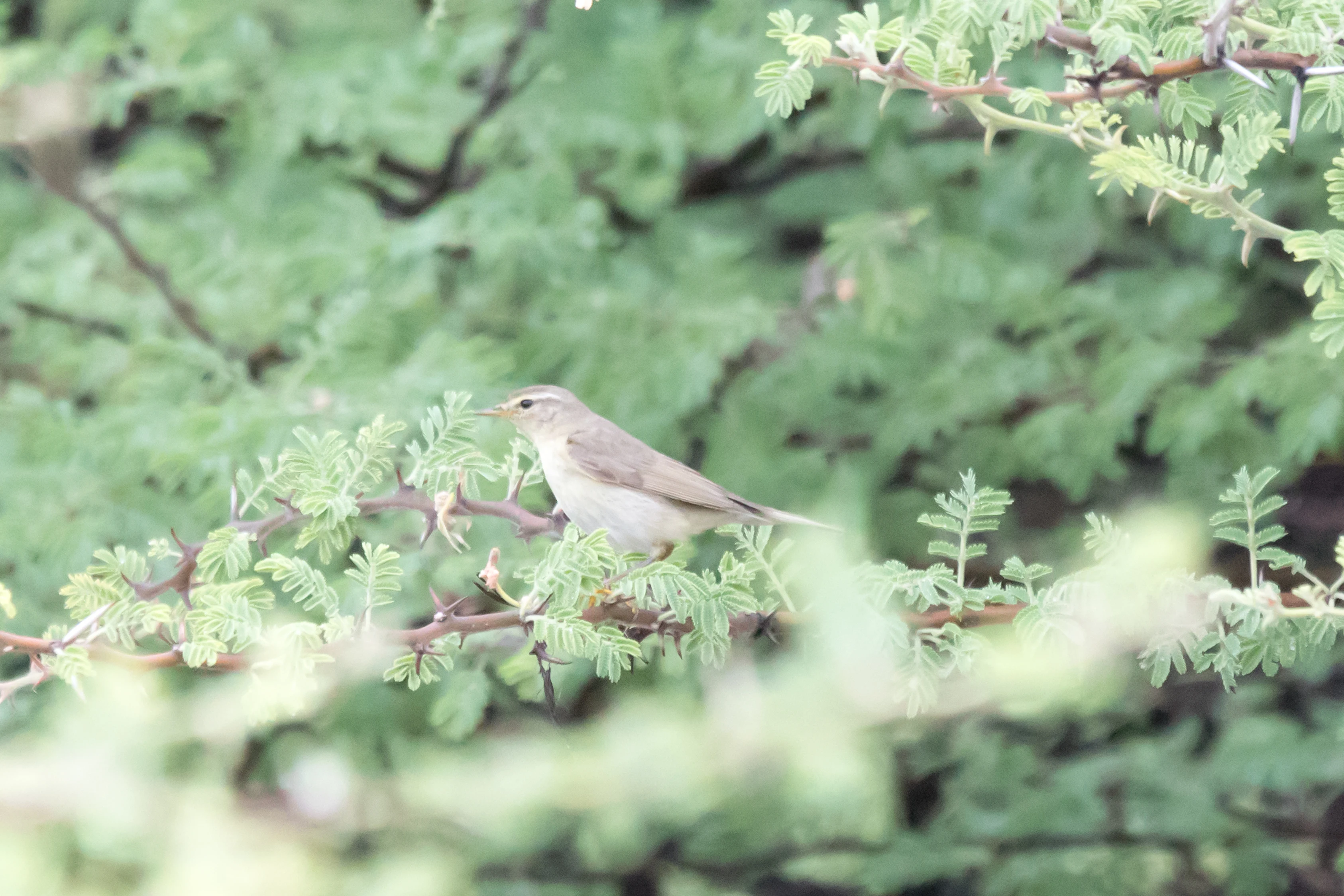 Willow Warbler, Moremi Game Reserve, Botswana — photo by Jim Bennett