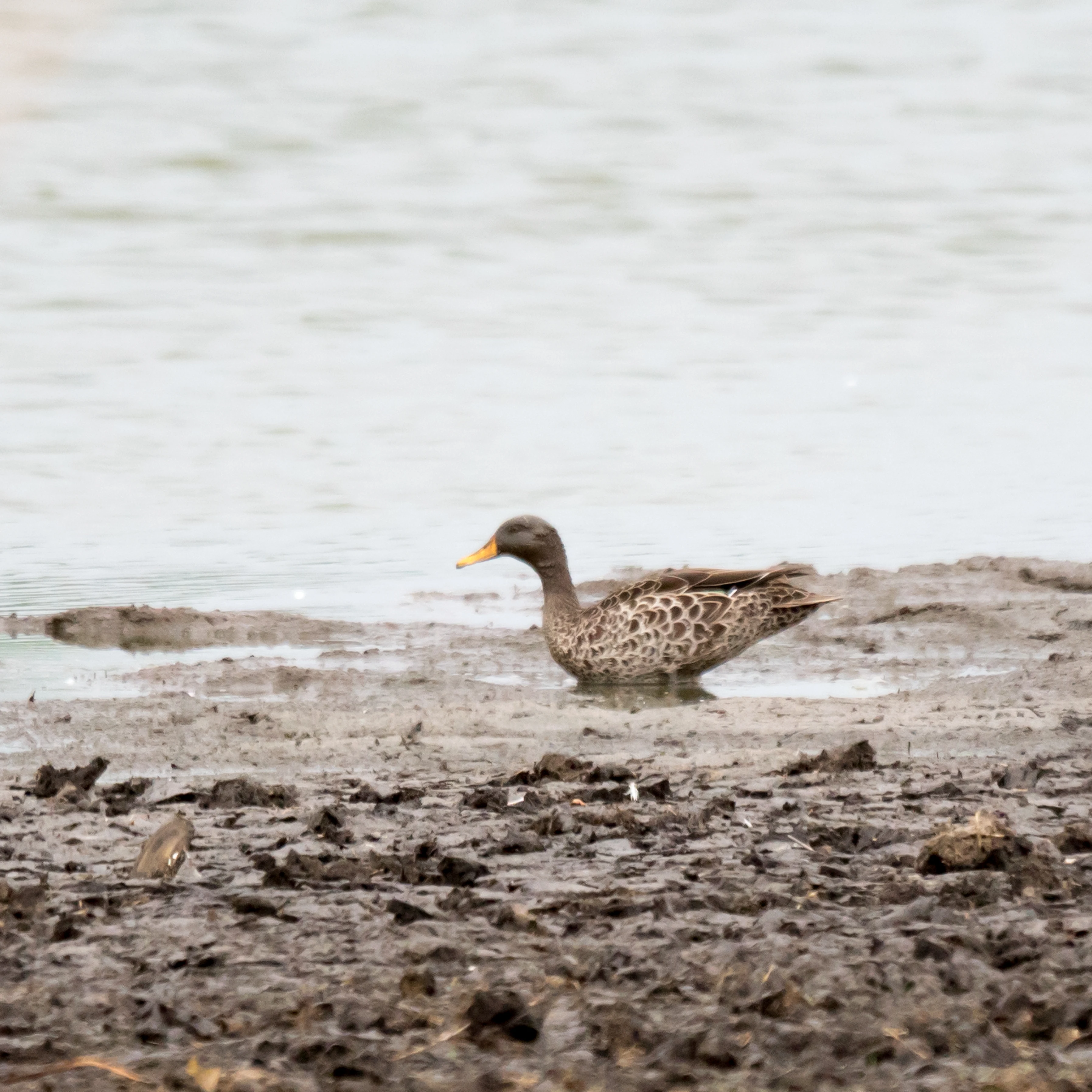 Yellow-billed duck, Moremi Game Reserve, Botswana — photo by Jim Bennett