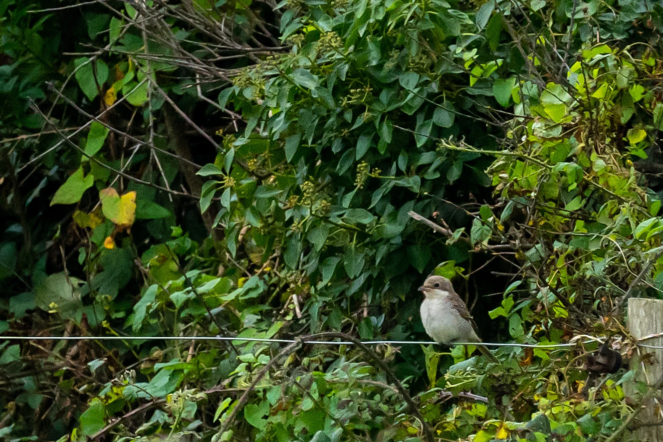 Woodchat Shrike, Cornwall, UK — photo by Jim Bennett