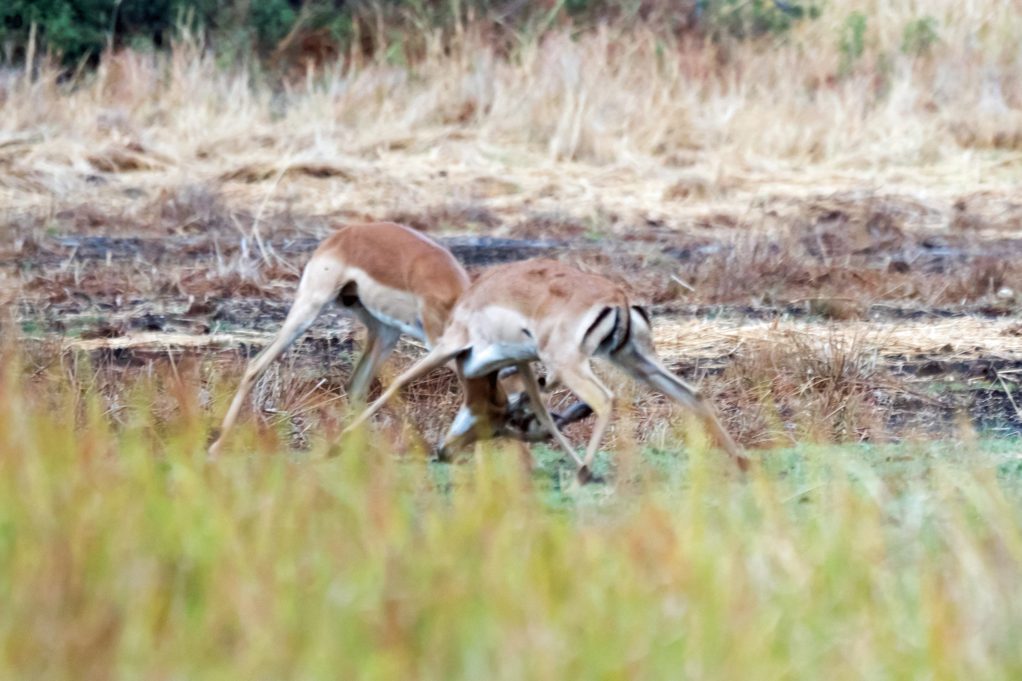 fighting Impala, Moremi Game Reserve, Botswana — photo by Jim Bennett