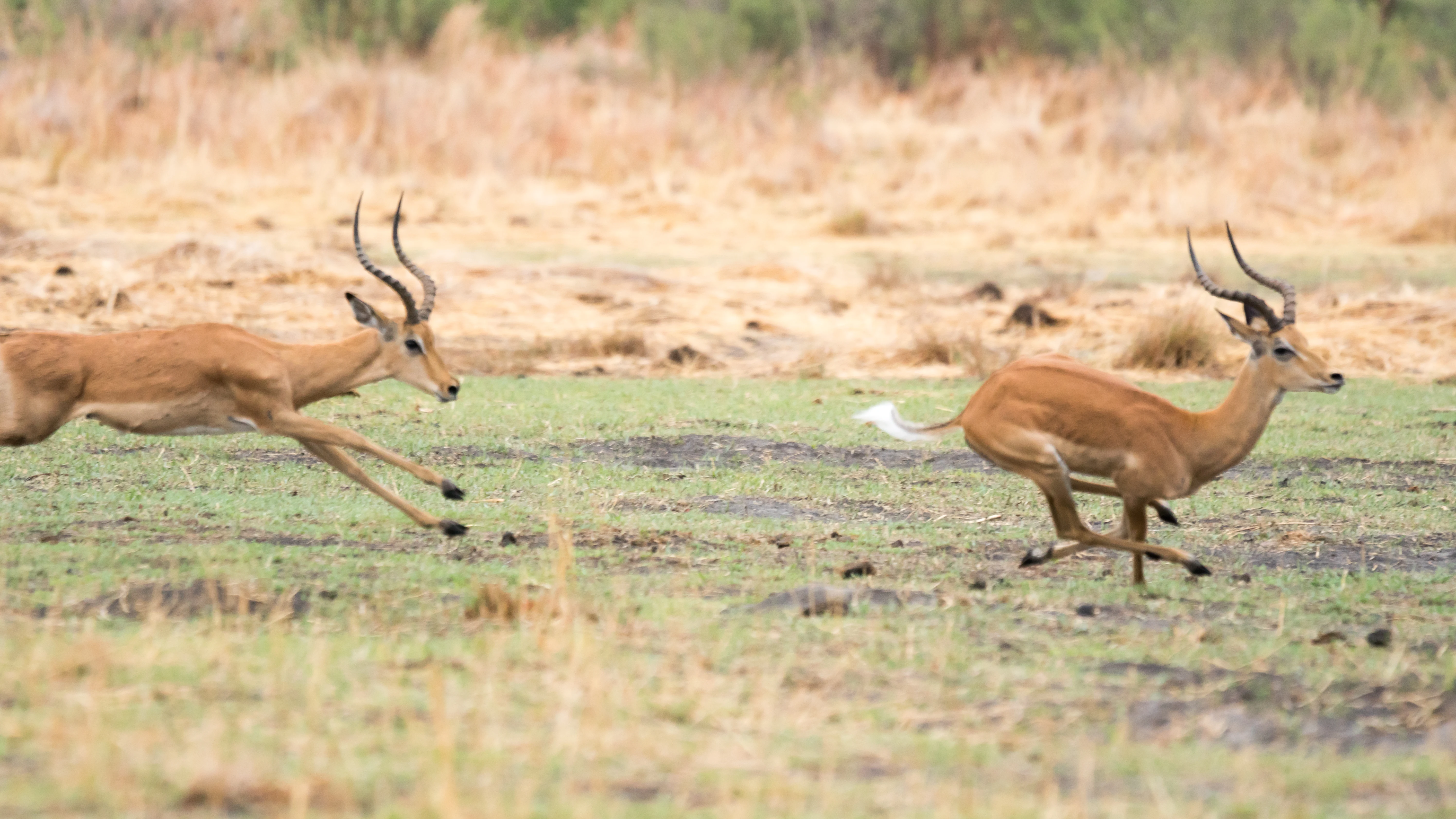 fighting Impala, Moremi Game Reserve, Botswana — photo by Jim Bennett