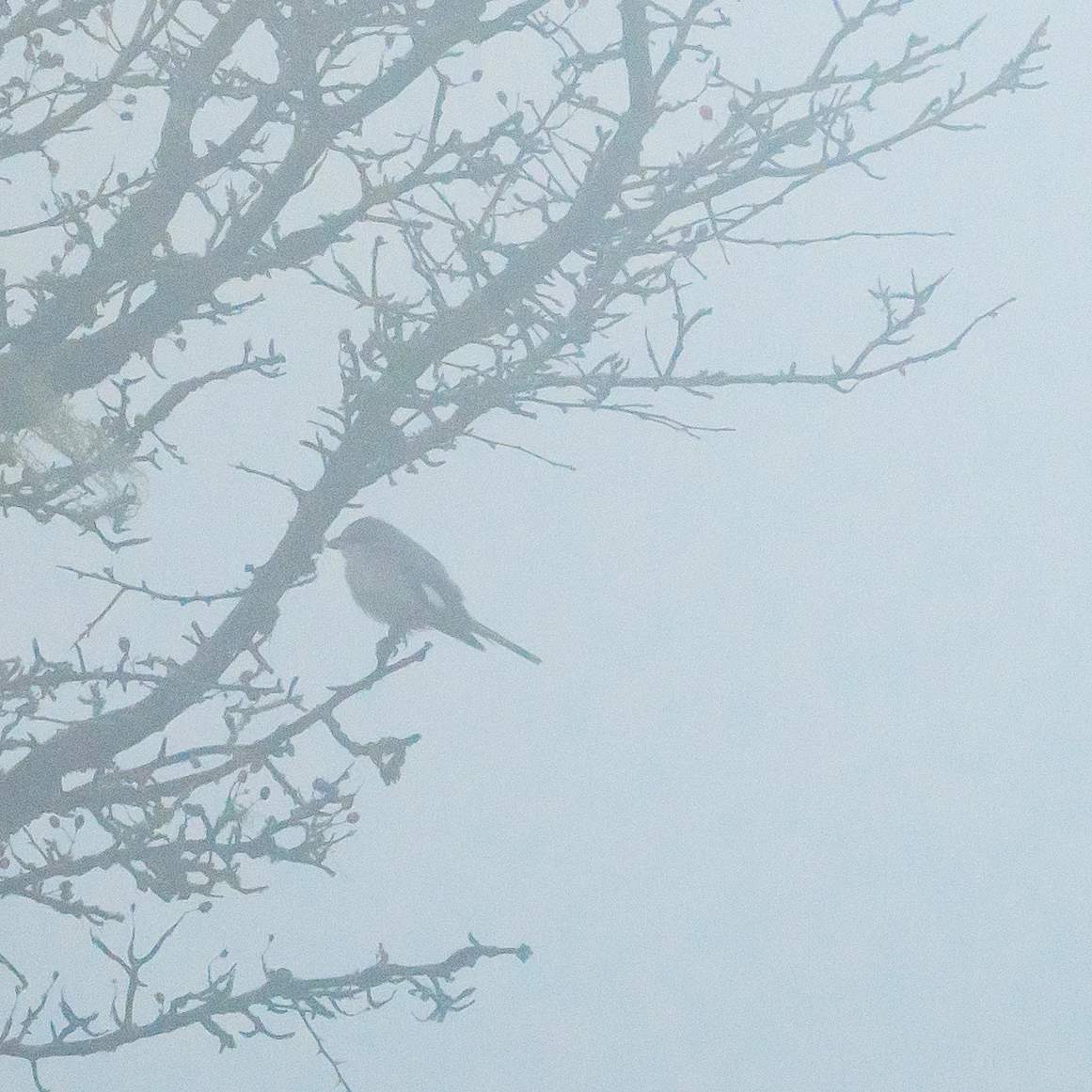 Lesser Grey Shrike, Cornwall, UK — photo by Jim Bennett