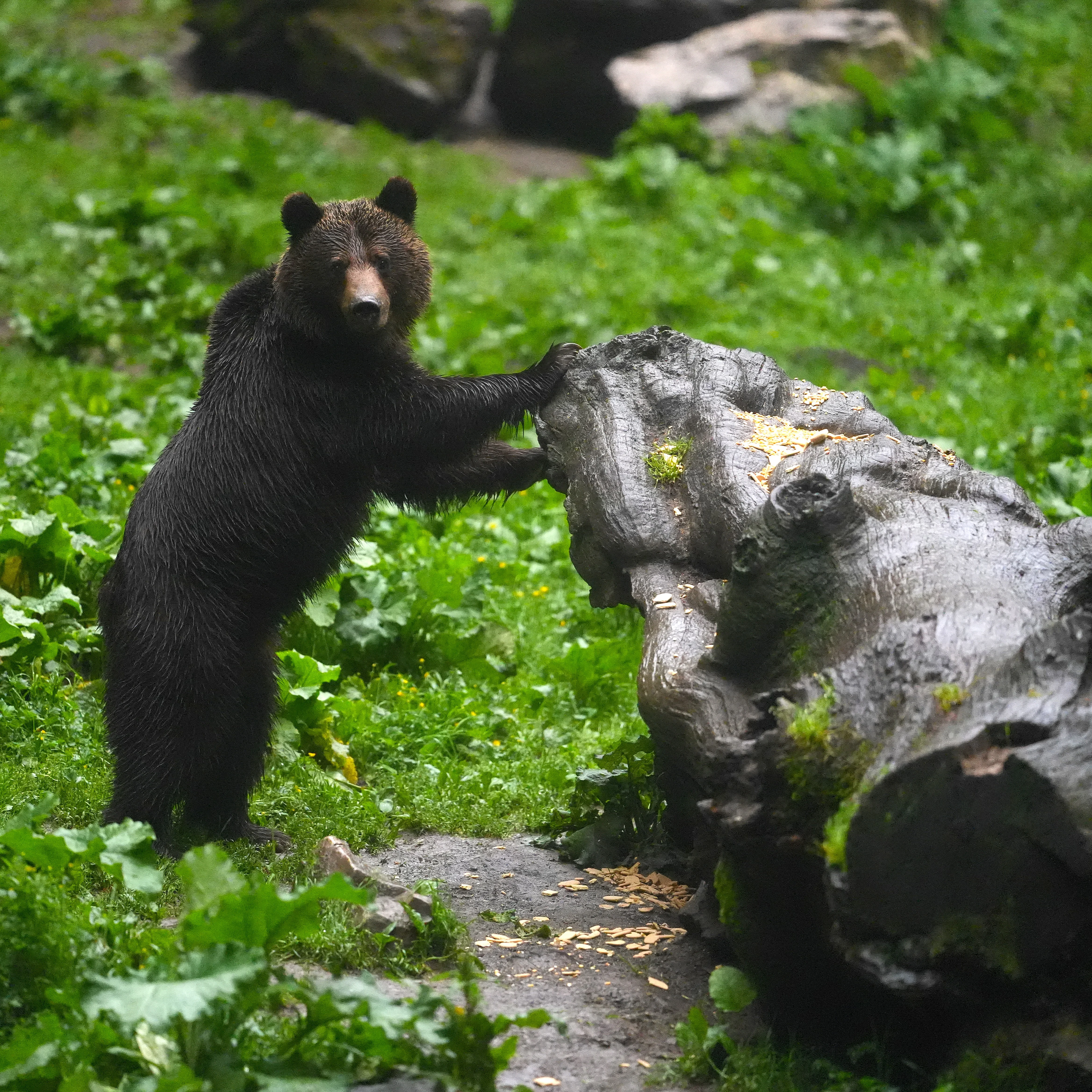 Brown Bear, Strambei Valley, Transylvania, Romania — photo by Jim Bennett