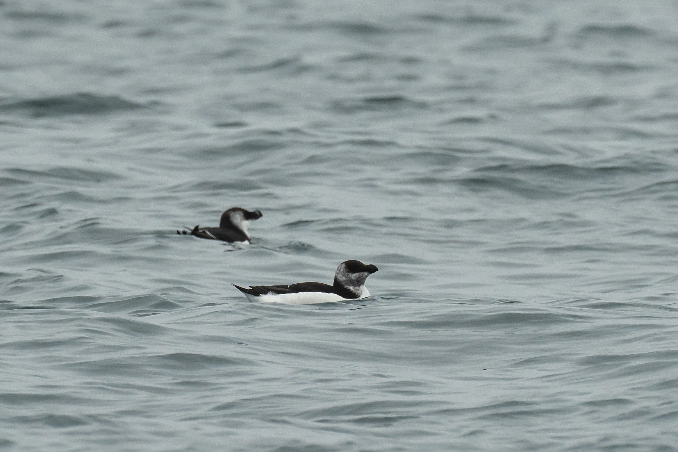 Razorbills, Falmouth Bay, Cornwall, UK — photo by Jim Bennett